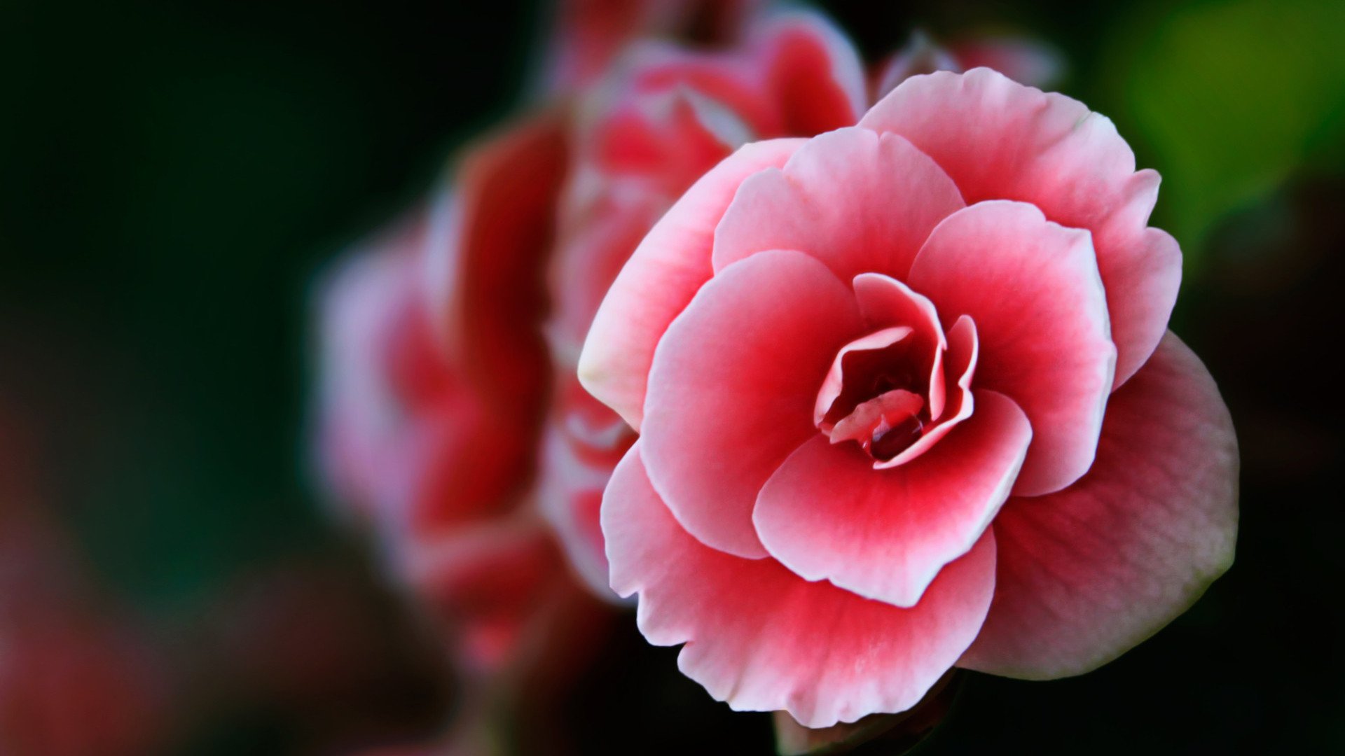 小清新,娇艳欲滴,花卉,1月17日,儿童桌面专用