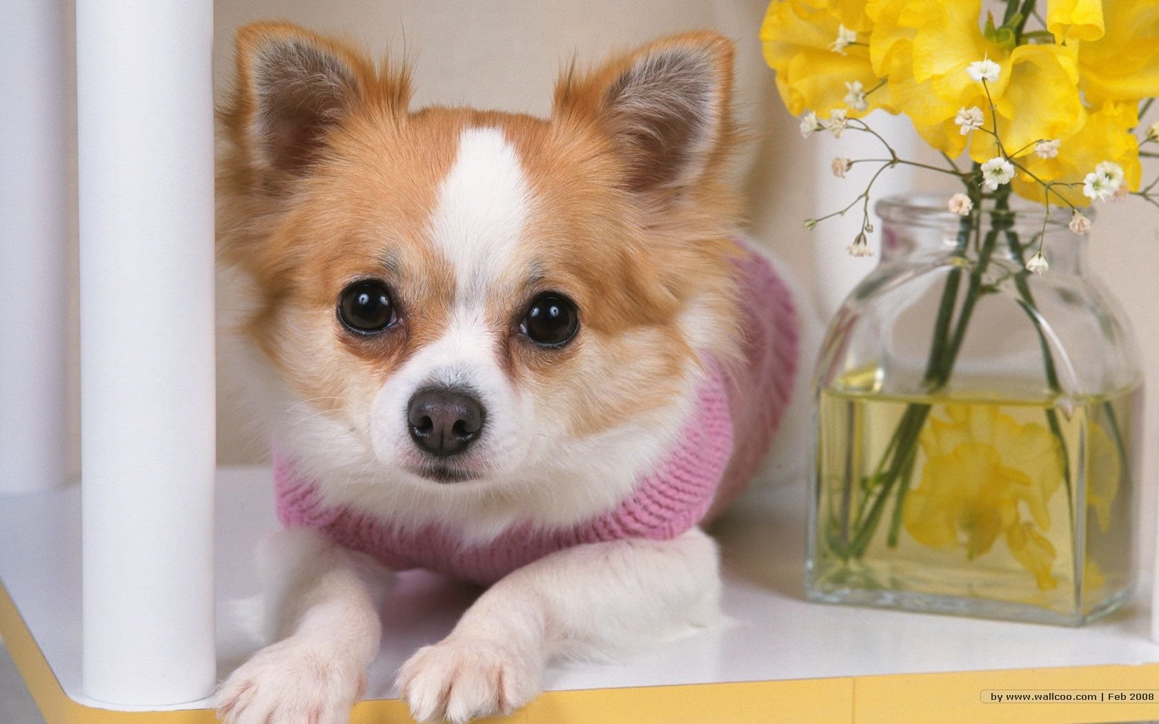 萌宠,汪星人,狗,卖萌,可爱,宠物,古灵精怪,儿童桌面专用