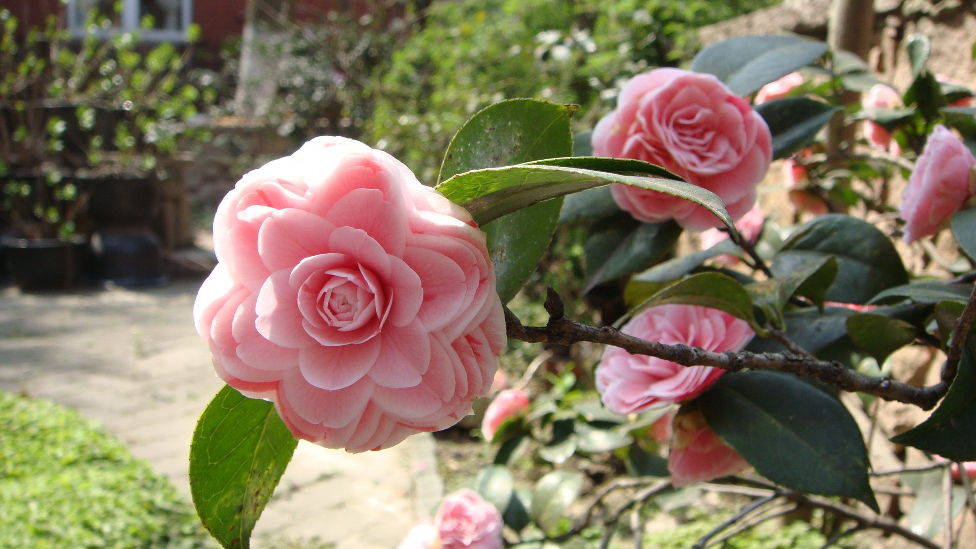 小清新,鸟语花香,花卉,1月24日,儿童桌面专用