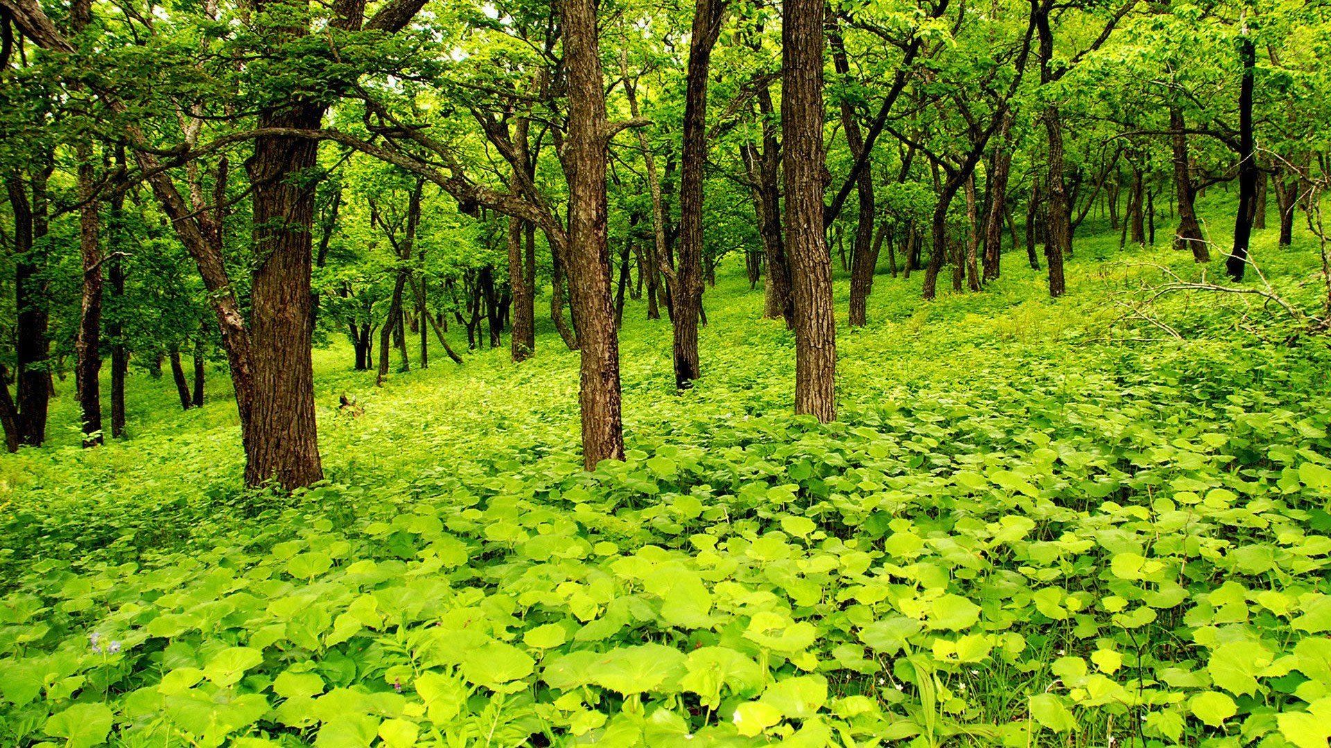 风景,风光,美景,旅游,自然,开阔风景,儿童桌面专用