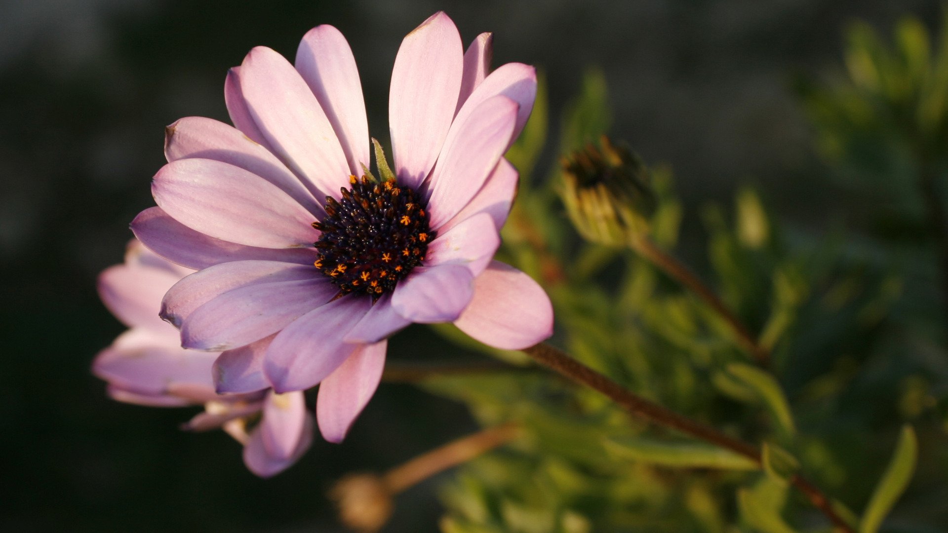 小清新,鸟语花香,花卉,1月23日,儿童桌面专用
