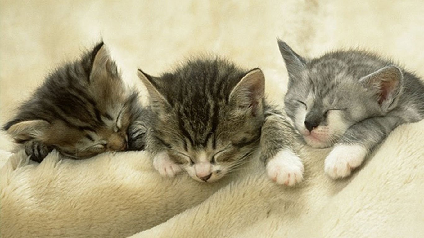 萌宠,喵星人,可爱,宠物,卖萌,憨态百出,睡觉中,猫,儿童桌面专用