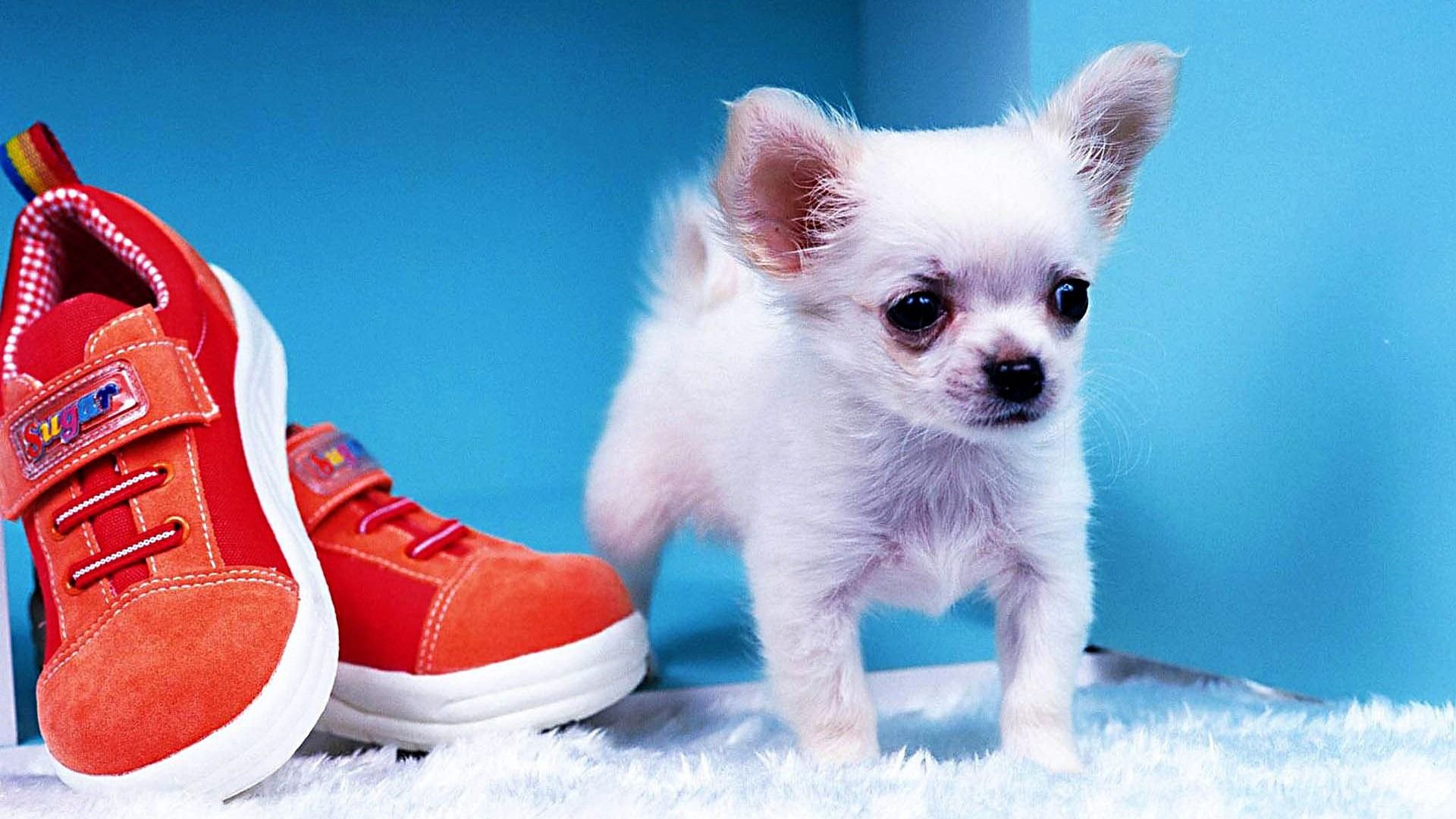 萌宠,汪星人,儿童桌面专用