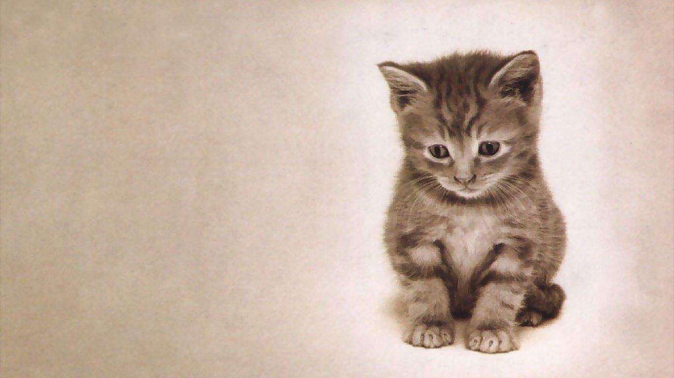 萌宠,喵星人,可爱,宠物,卖萌,猫,儿童桌面专用