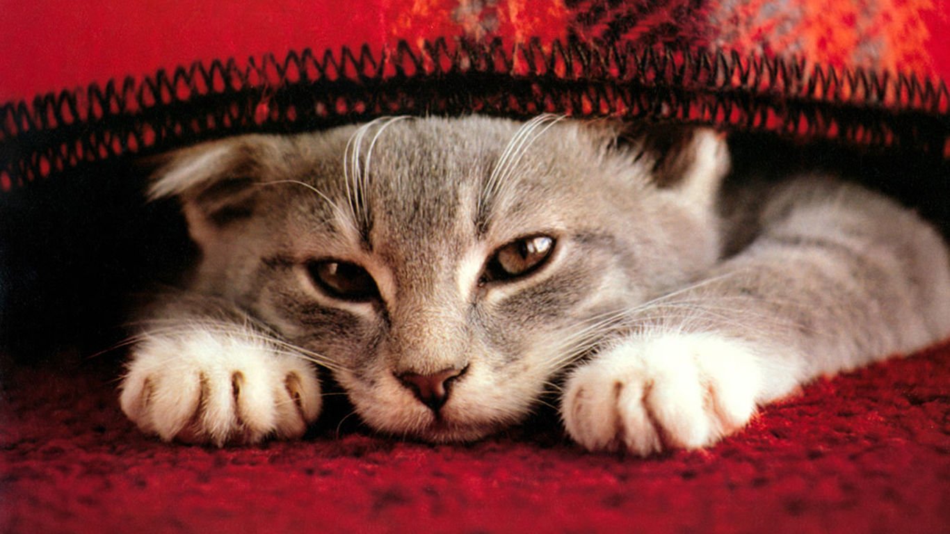 萌宠,喵星人,可爱,宠物,卖萌,憨态百出,古灵精怪,猫,儿童桌面专用