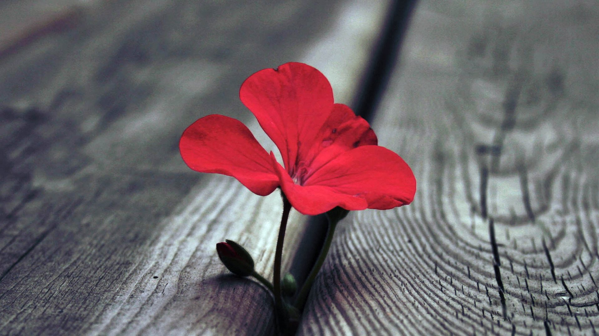 小清新,静物写真,花朵,1月18日,儿童桌面专用