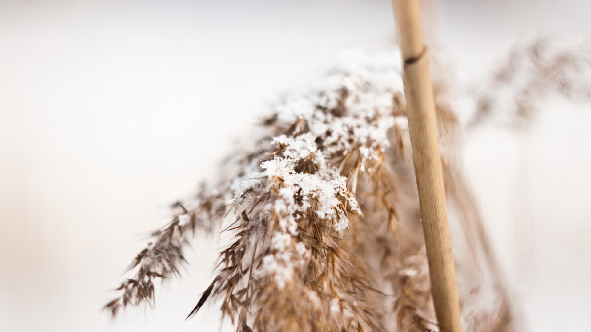 小清新,清新淡雅,1月24日,儿童桌面专用