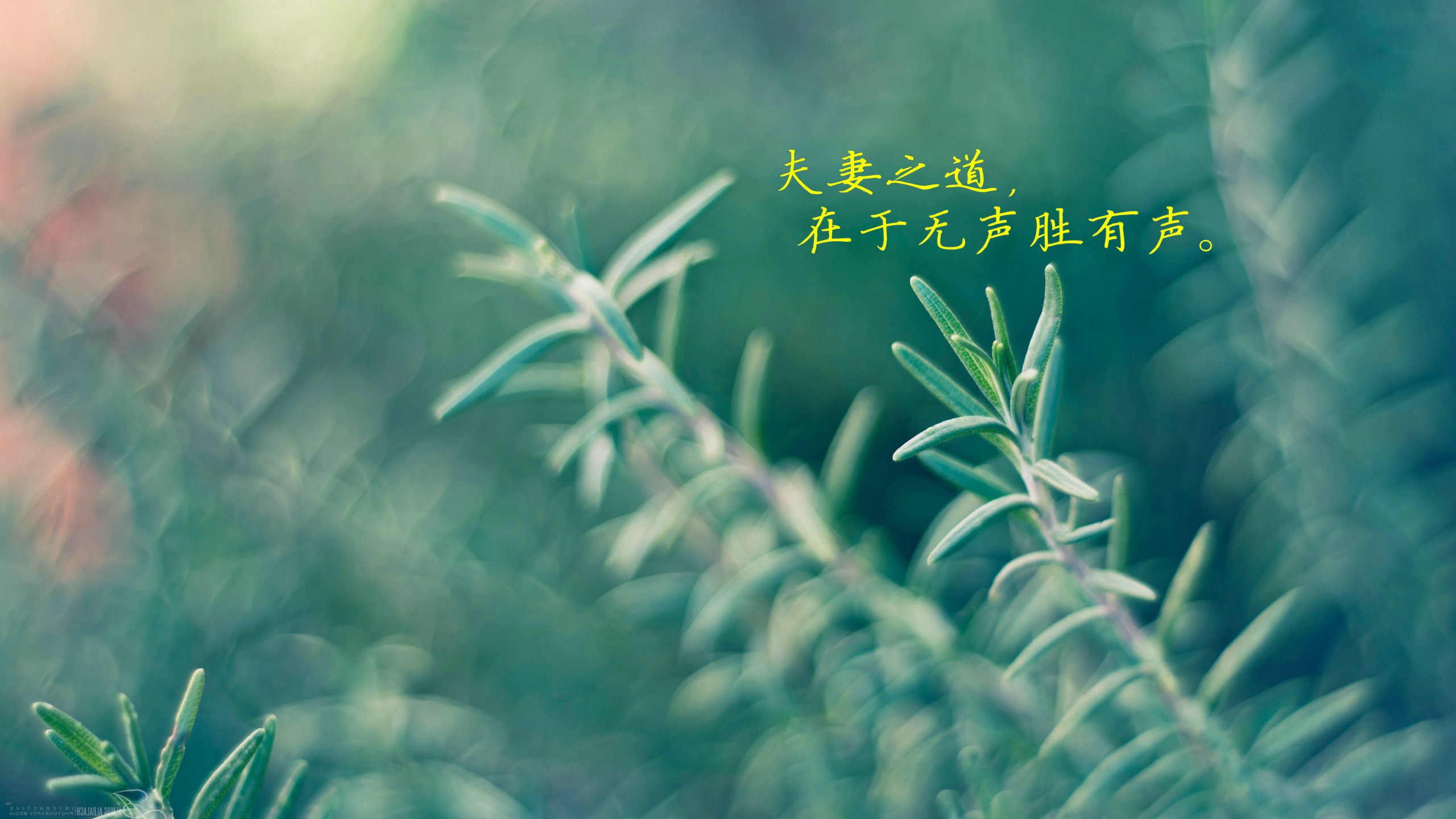 爱情美图,爱情箴言,一代宗师,台词