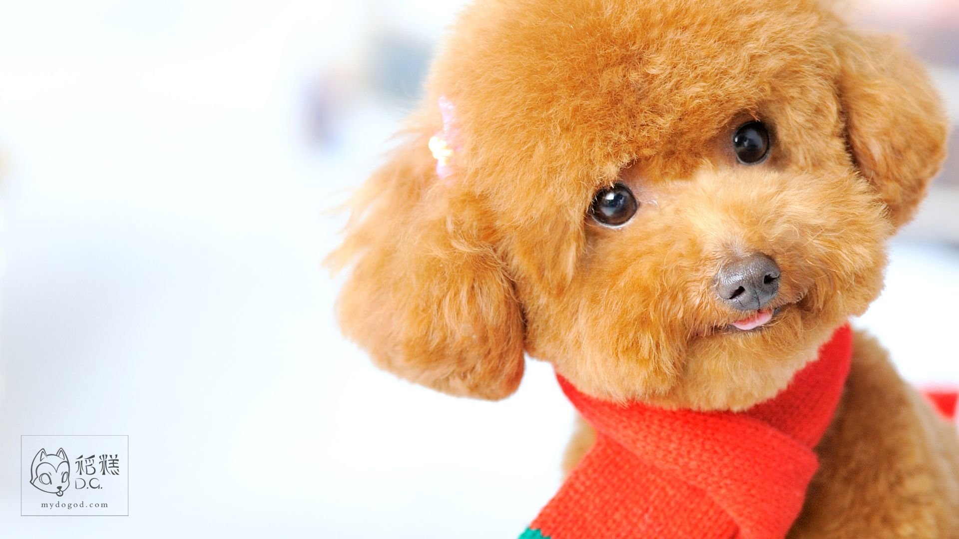 稻糕DG宠物影像,稻糕宠物,稻糕摄影,萌宠,汪星人,狗,卖萌,可爱,儿童桌面专用