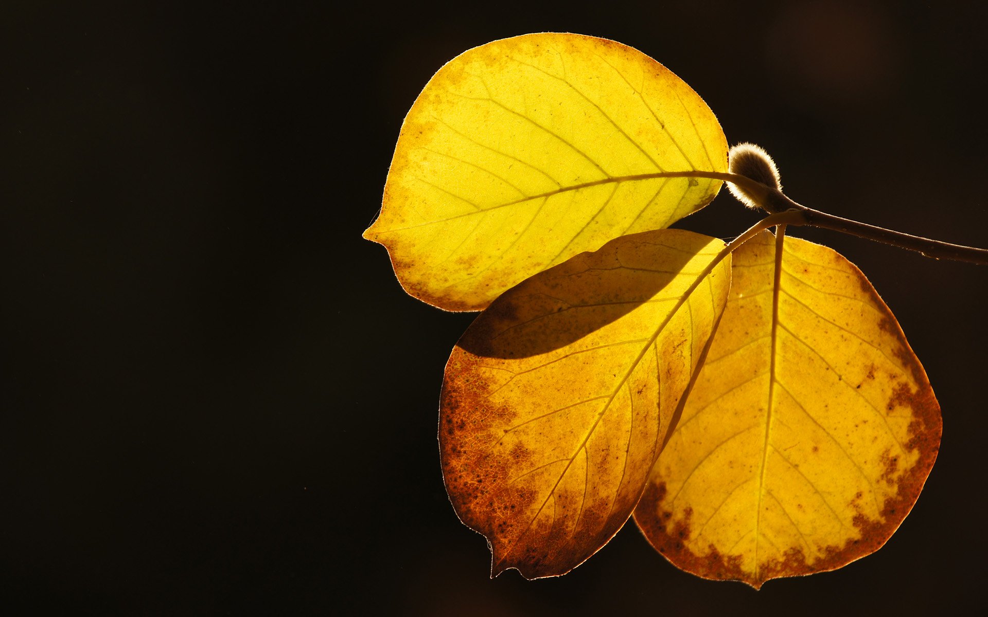 小清新,清新淡雅,树叶,一月十日