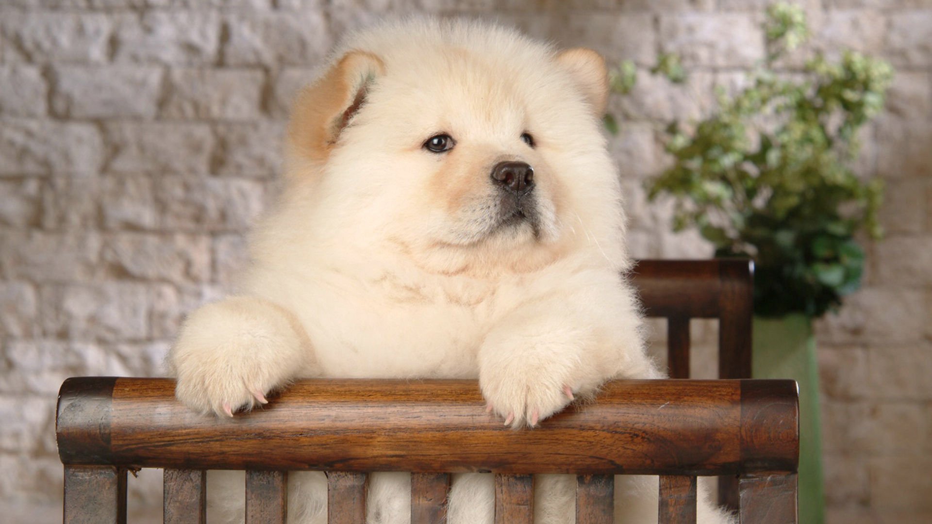 萌宠,汪星人,狗,卖萌,可爱,宠物,古灵精怪,儿童桌面专用