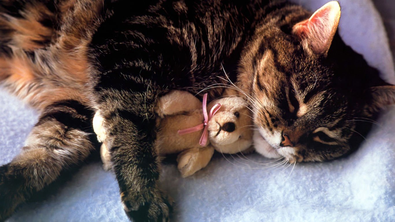 萌宠,喵星人,可爱,宠物,卖萌,猫,儿童桌面专用