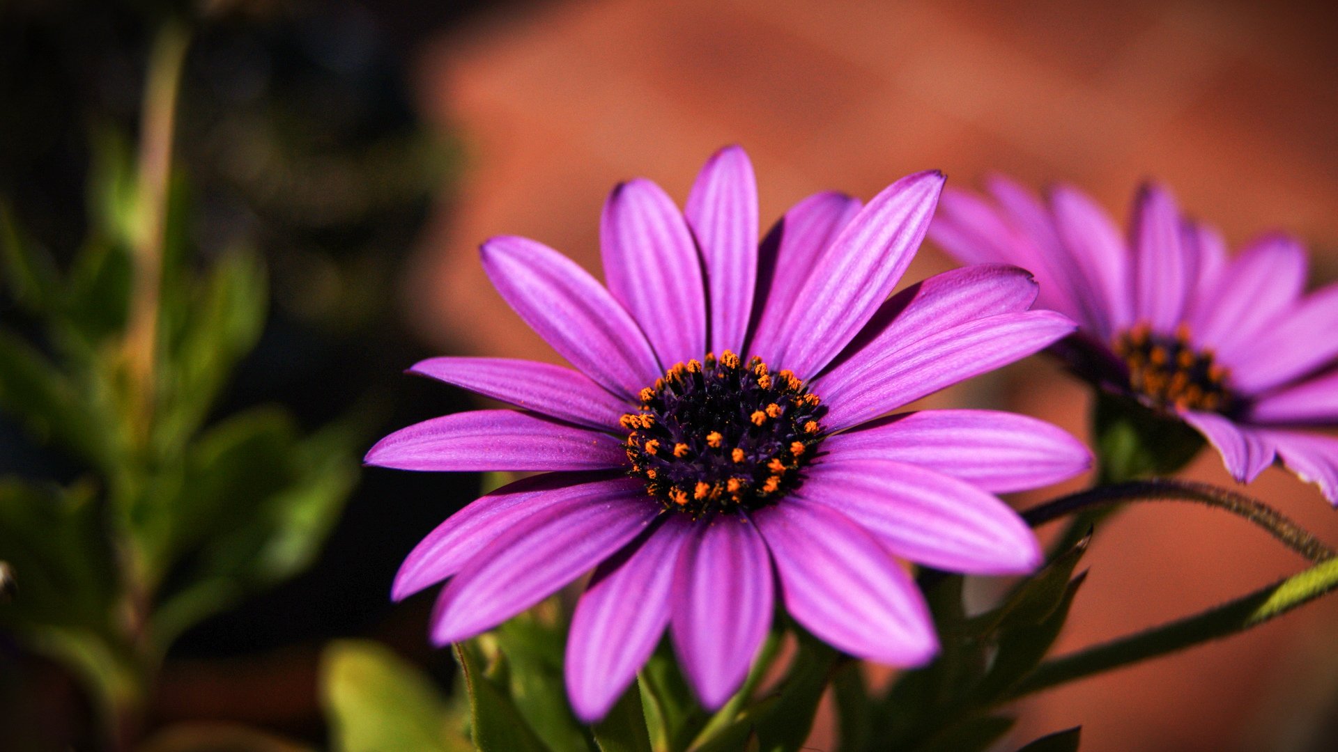 小清新,娇艳欲滴,花卉,1月16日,儿童桌面专用
