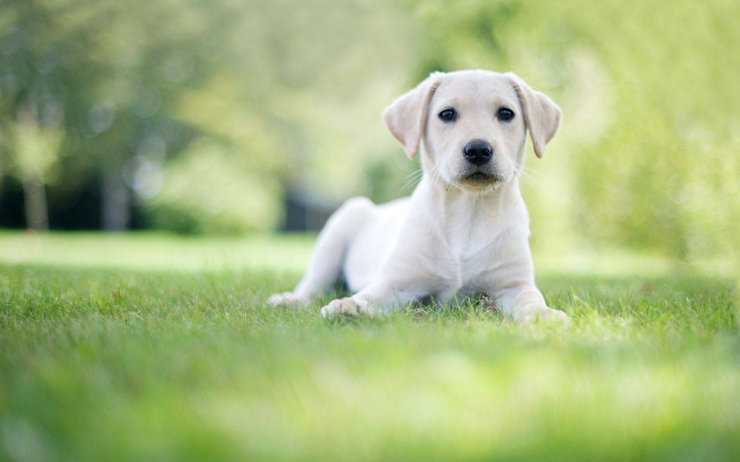 萌宠,汪星人,狗,卖萌,可爱,宠物,古灵精怪,儿童桌面专用
