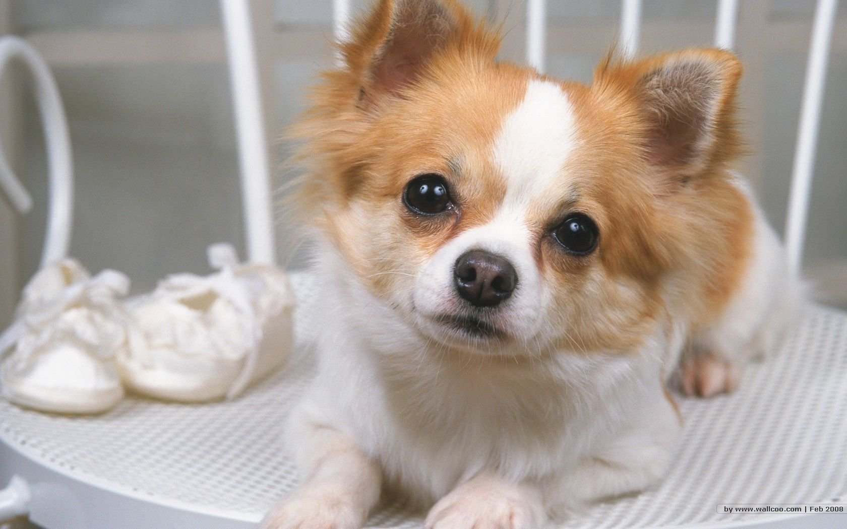 萌宠,汪星人,狗,卖萌,可爱,宠物,古灵精怪,憨态百出,儿童桌面专用