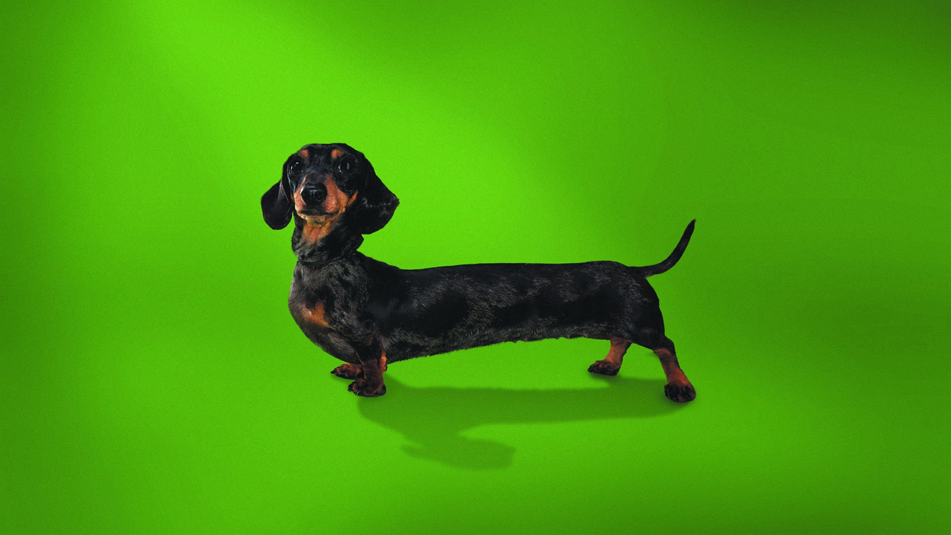 萌宠,汪星人,狗,卖萌,可爱,宠物,古灵精怪,憨态百出,搞笑图,儿童桌面专用