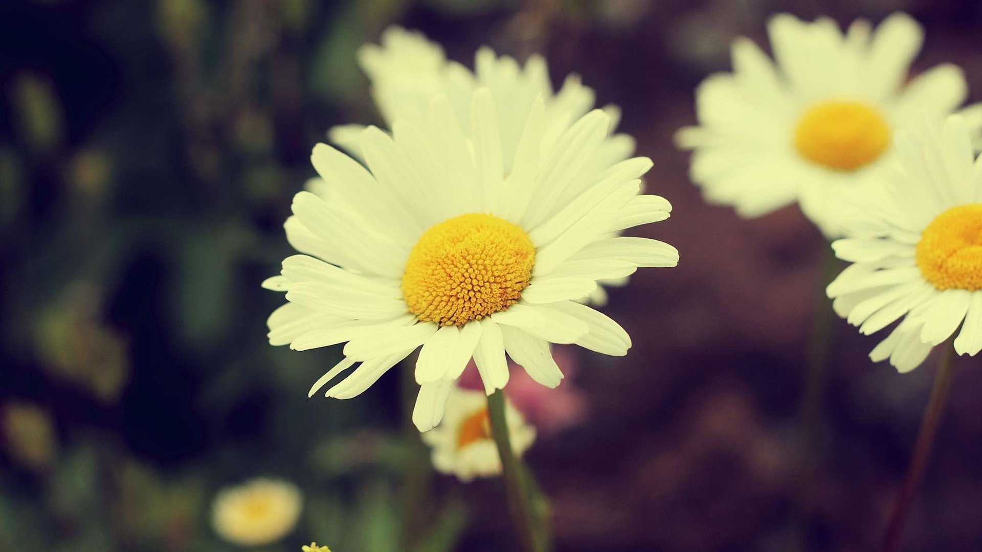 小清新,鸟语花香,花卉,1月29日,儿童桌面专用