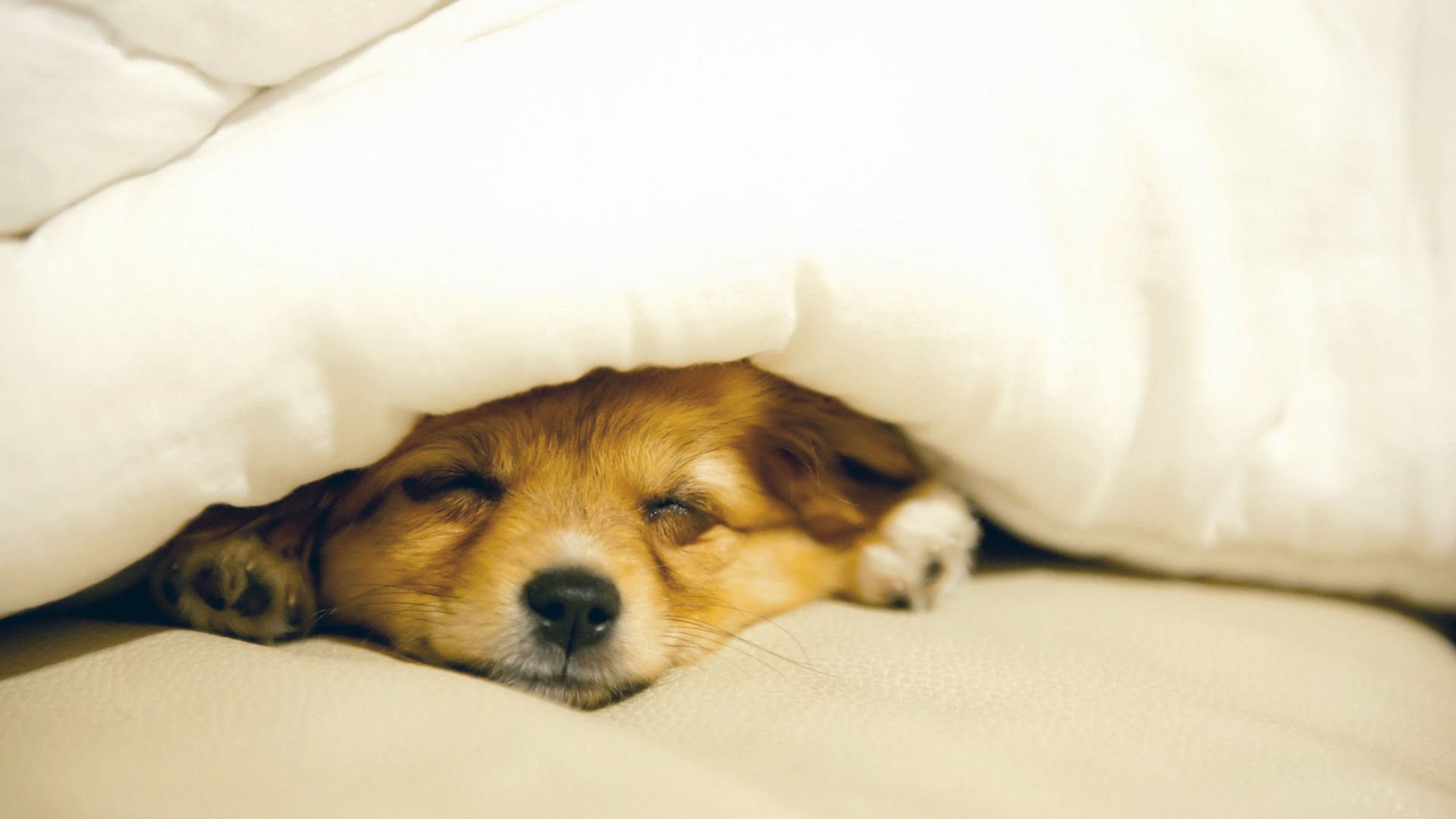 萌宠,汪星人,狗,卖萌,宠物,可爱,古灵精怪,睡觉中,儿童桌面专用