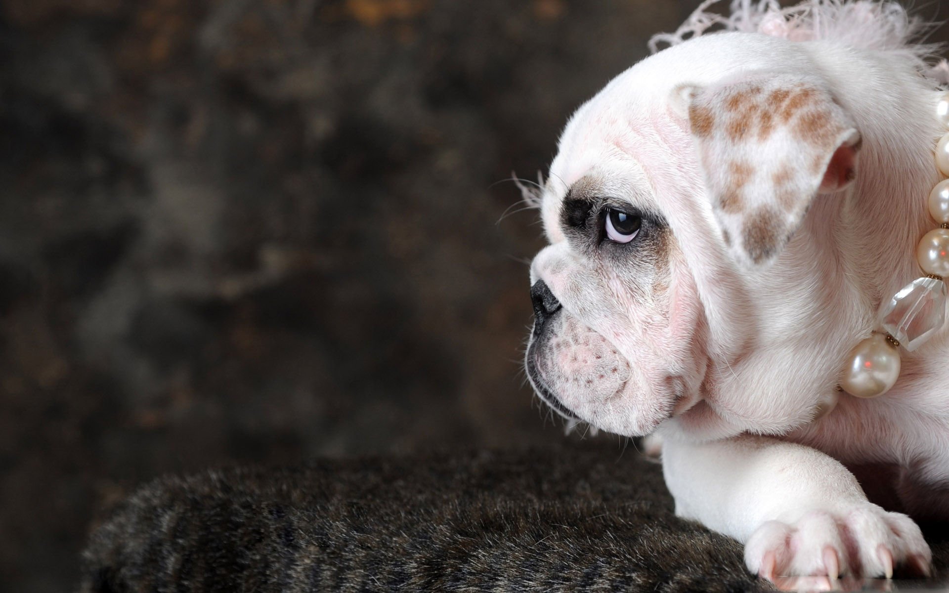 萌宠,汪星人,卖萌,古灵精怪,狗,可爱,宠物,搞笑图,憨态百出,儿童桌面专用