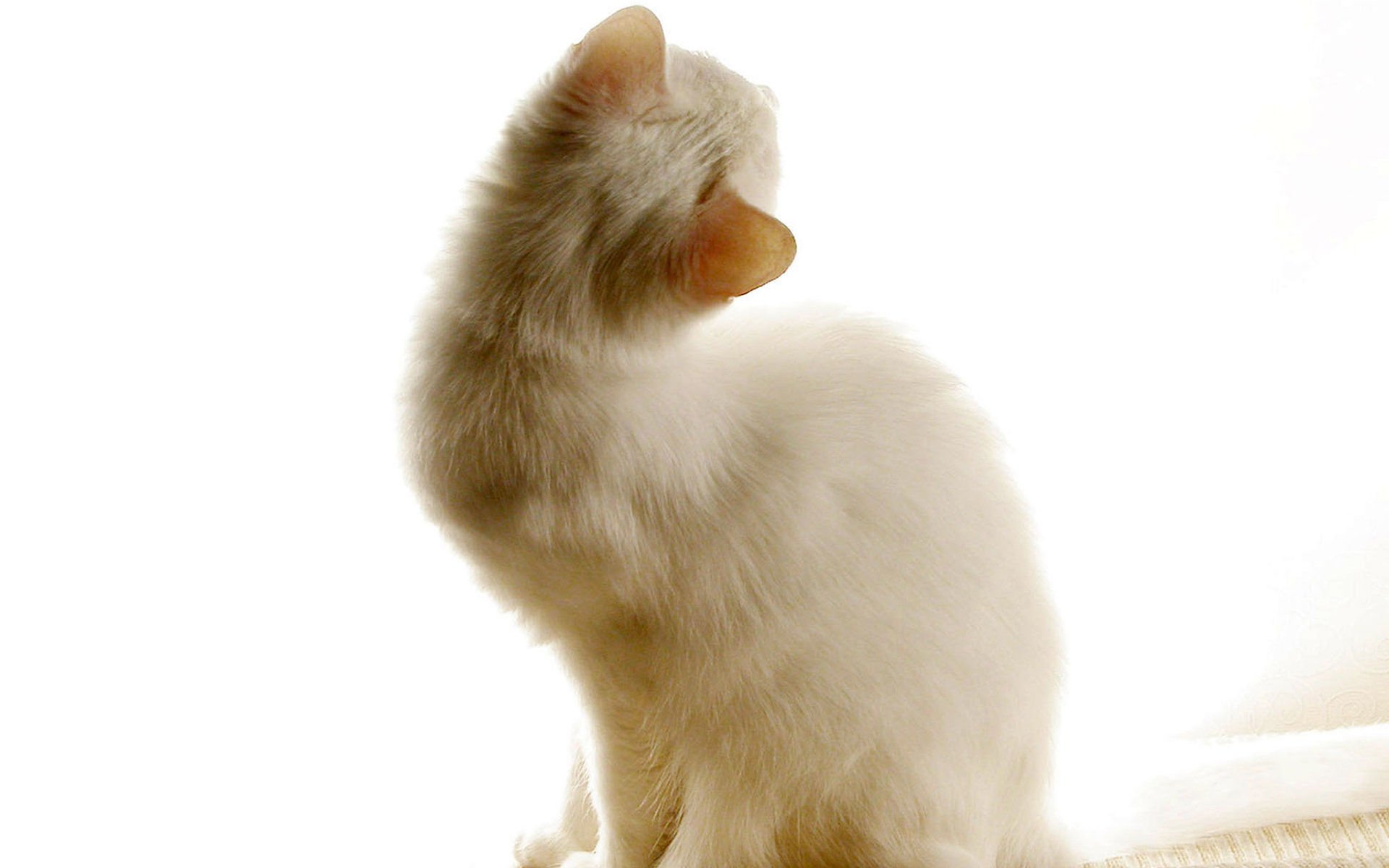 萌宠,喵星人,儿童桌面专用