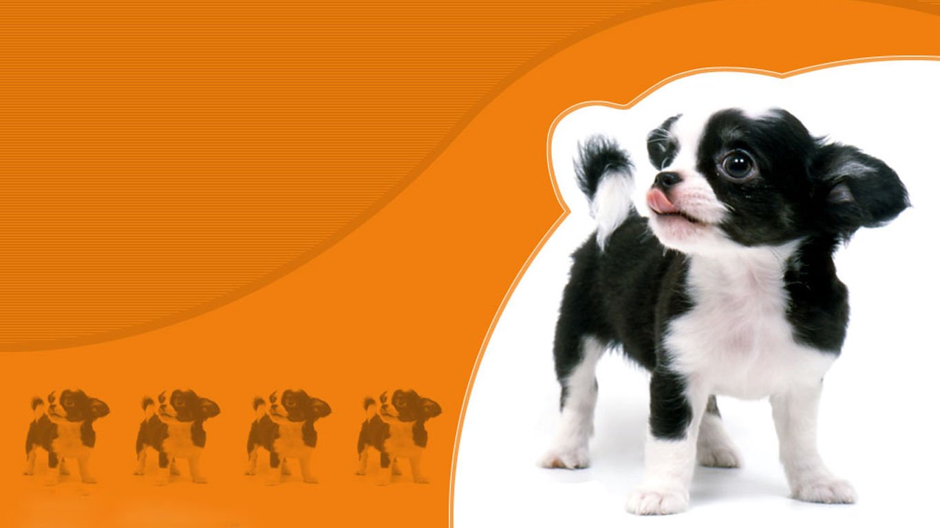 萌宠,汪星人,儿童桌面专用