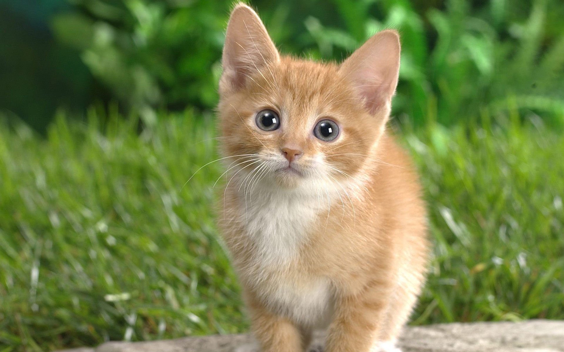 萌宠,喵星人,可爱,宠物,卖萌,猫,儿童桌面专用