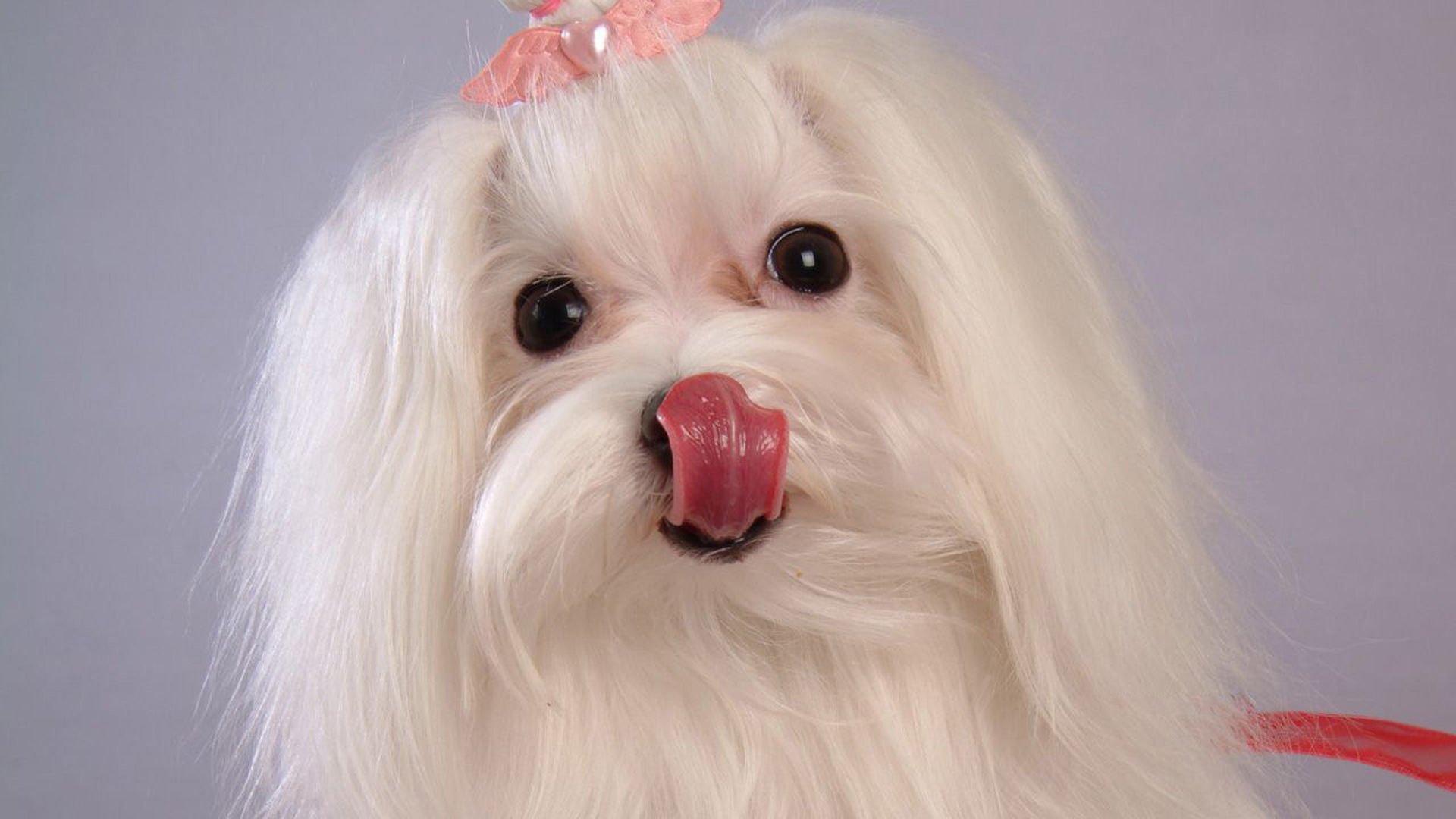 萌宠,汪星人,狗,宠物,动物,可爱,卖萌,儿童桌面专用