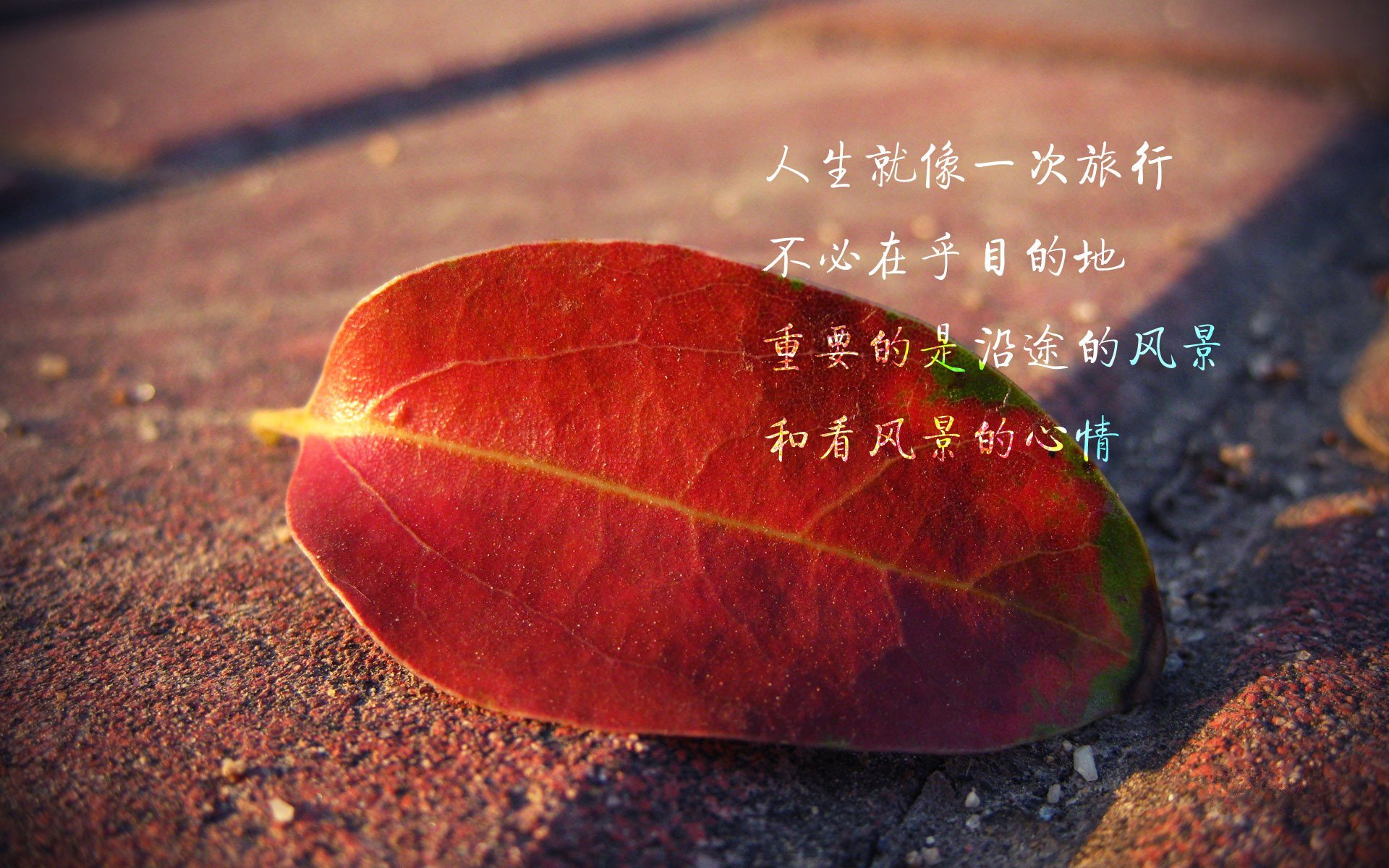 小清新,静物写真,树叶,1月23日,儿童桌面专用