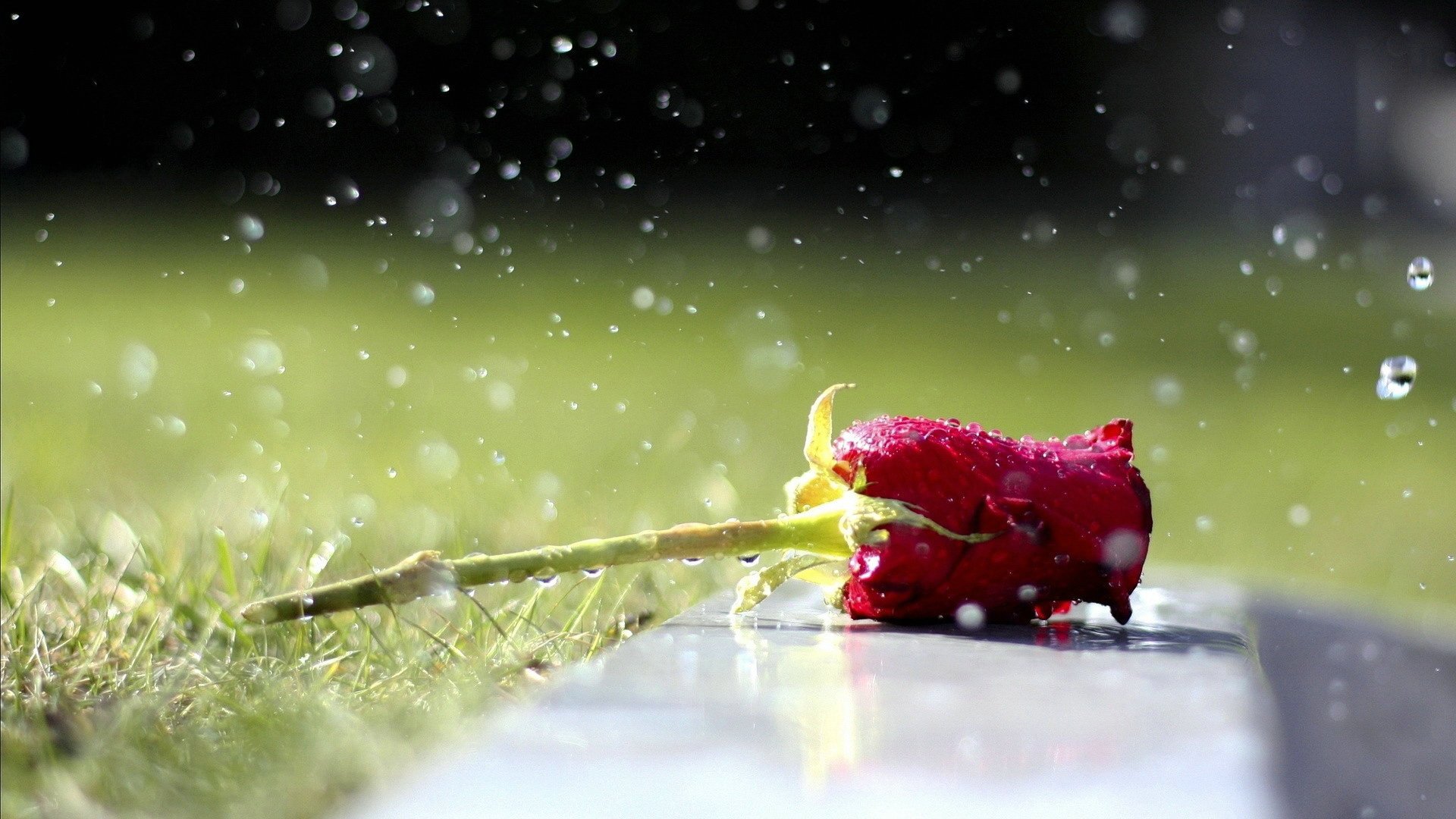 爱情美图,唯美温馨,玫瑰