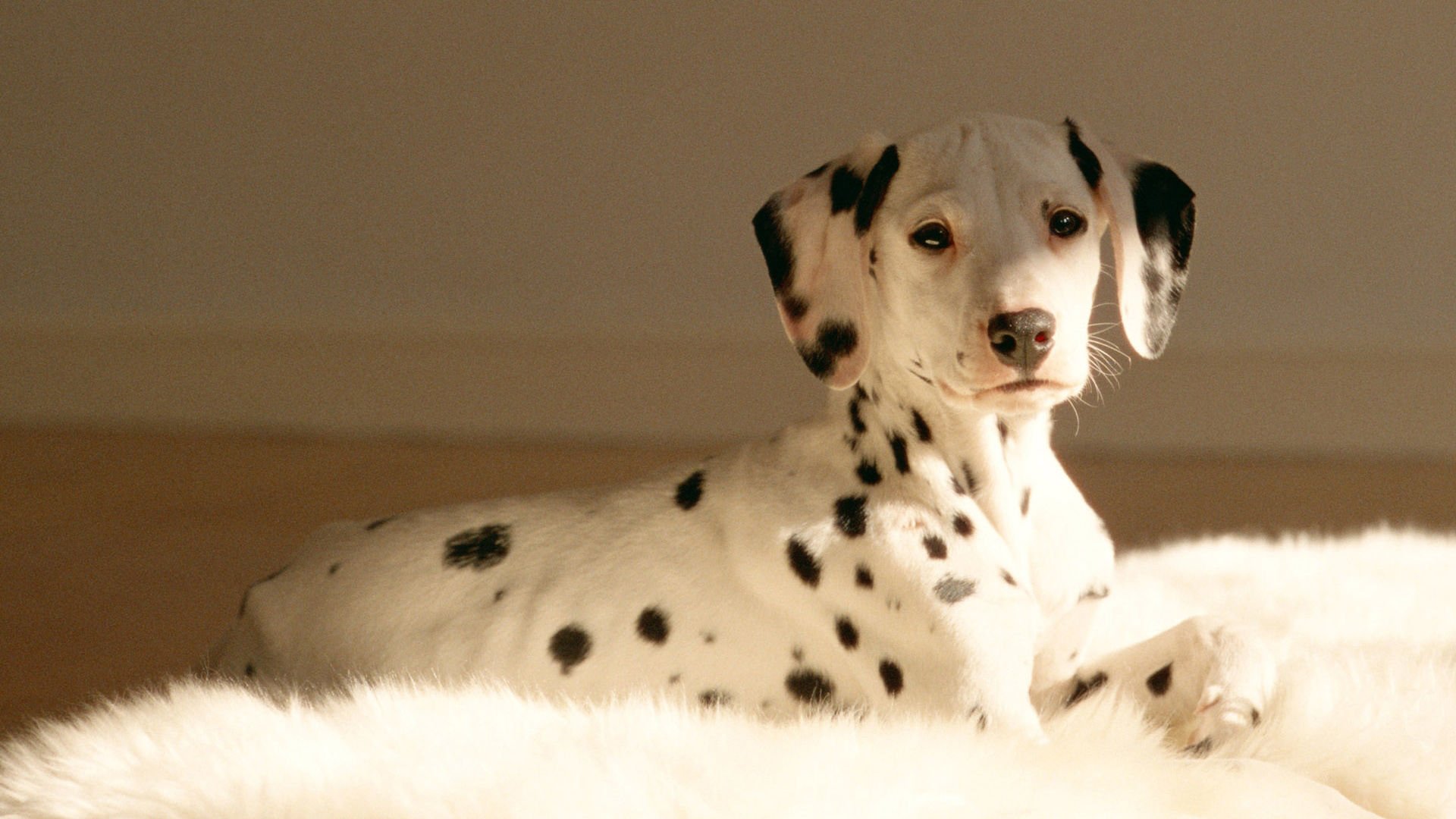 萌宠,汪星人,狗,宠物,动物,卖萌,儿童桌面专用