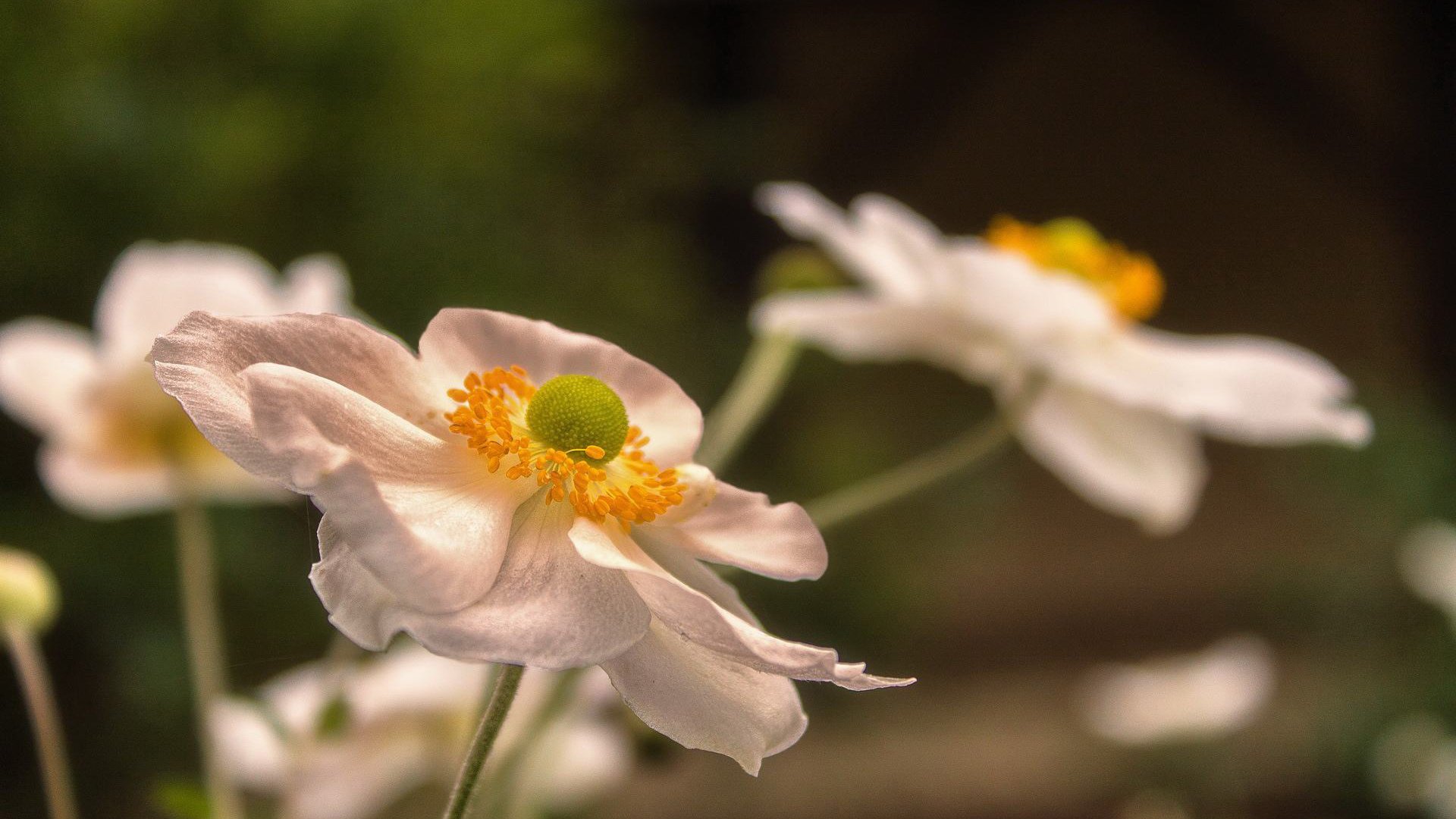 小清新,鸟语花香,花卉,1月28日,儿童桌面专用