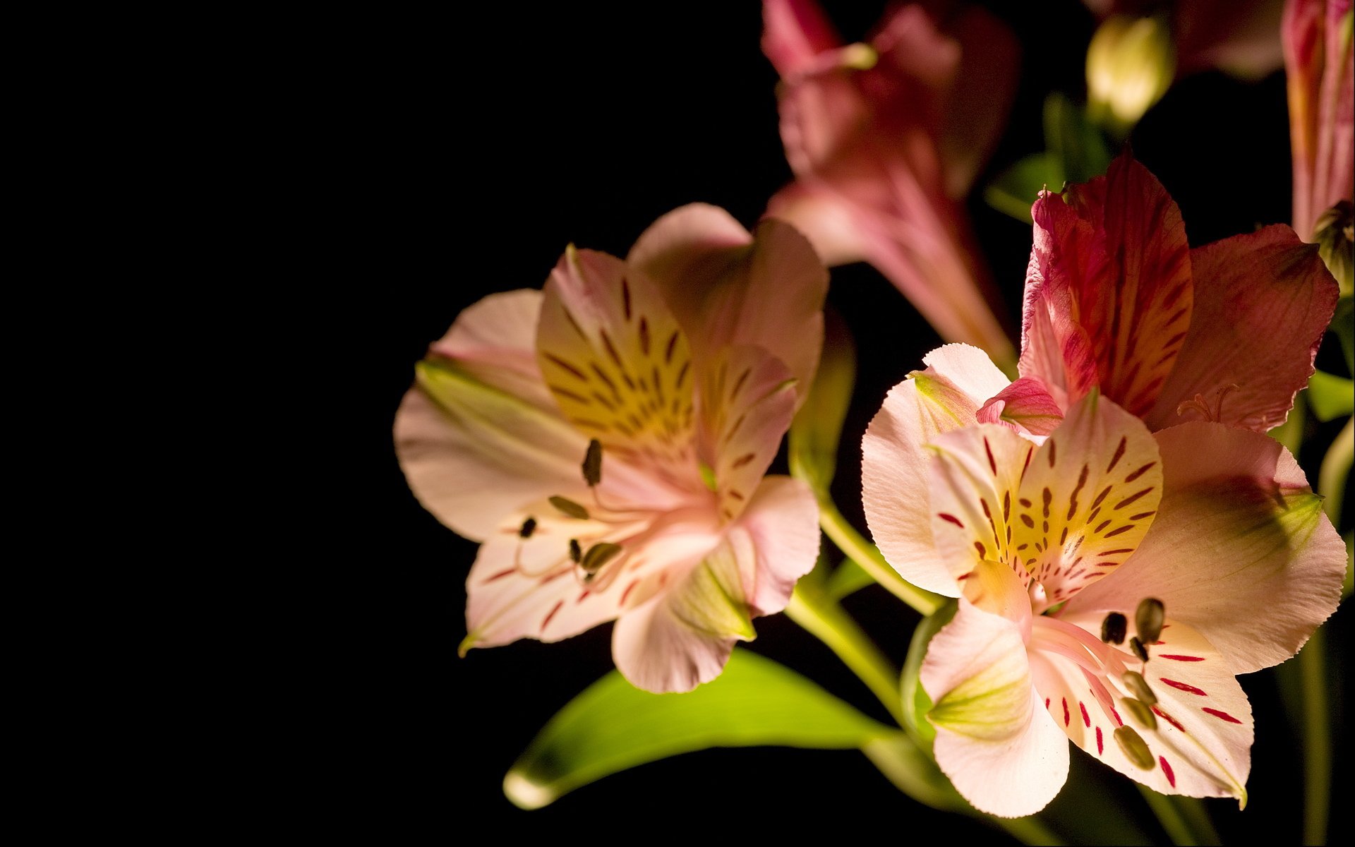 小清新,清新淡雅,花卉,一月六日,儿童桌面专用