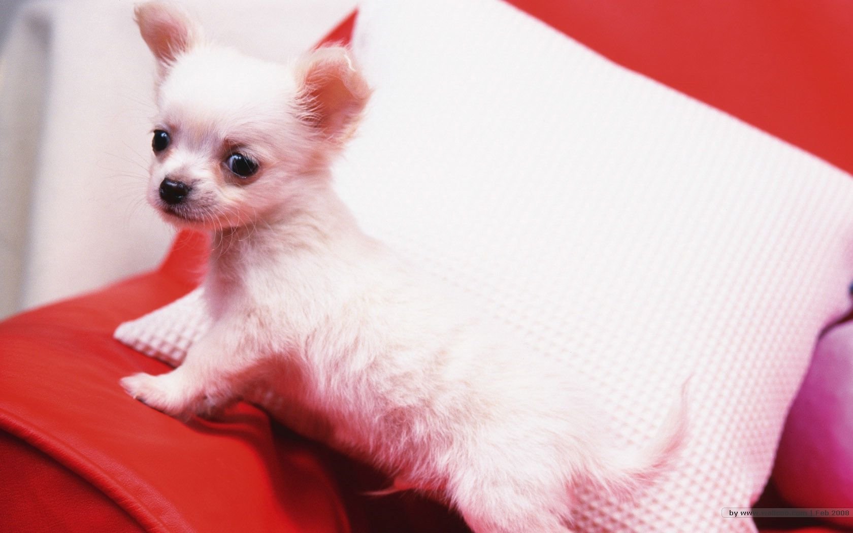 萌宠,汪星人,儿童桌面专用