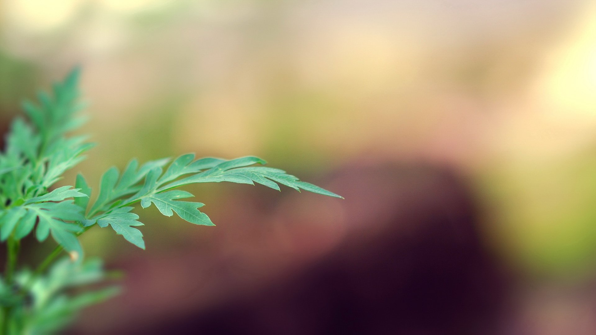 小清新,清新淡雅,绿叶,1月28日,儿童桌面专用