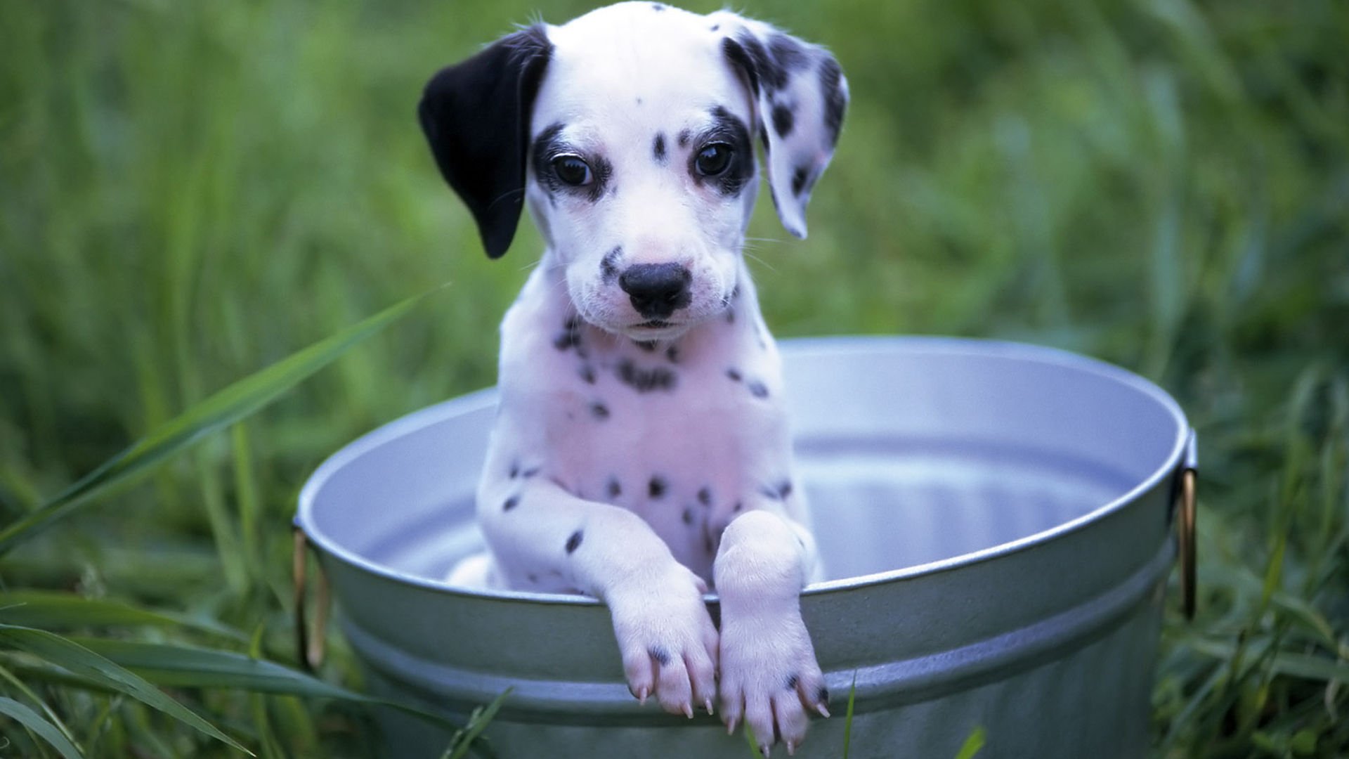萌宠,汪星人,狗,卖萌,可爱,宠物,古灵精怪,憨态百出,儿童桌面专用