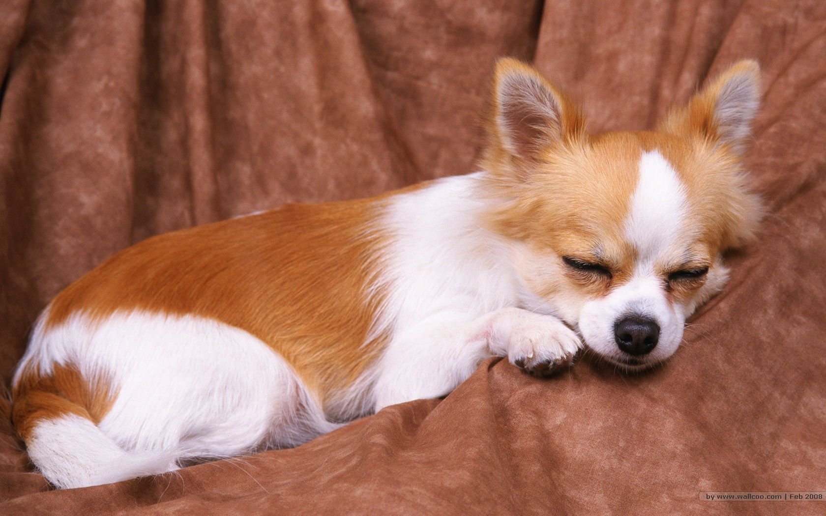 萌宠,汪星人,狗,卖萌,可爱,宠物,古灵精怪,憨态百出,睡觉中,儿童桌面专用