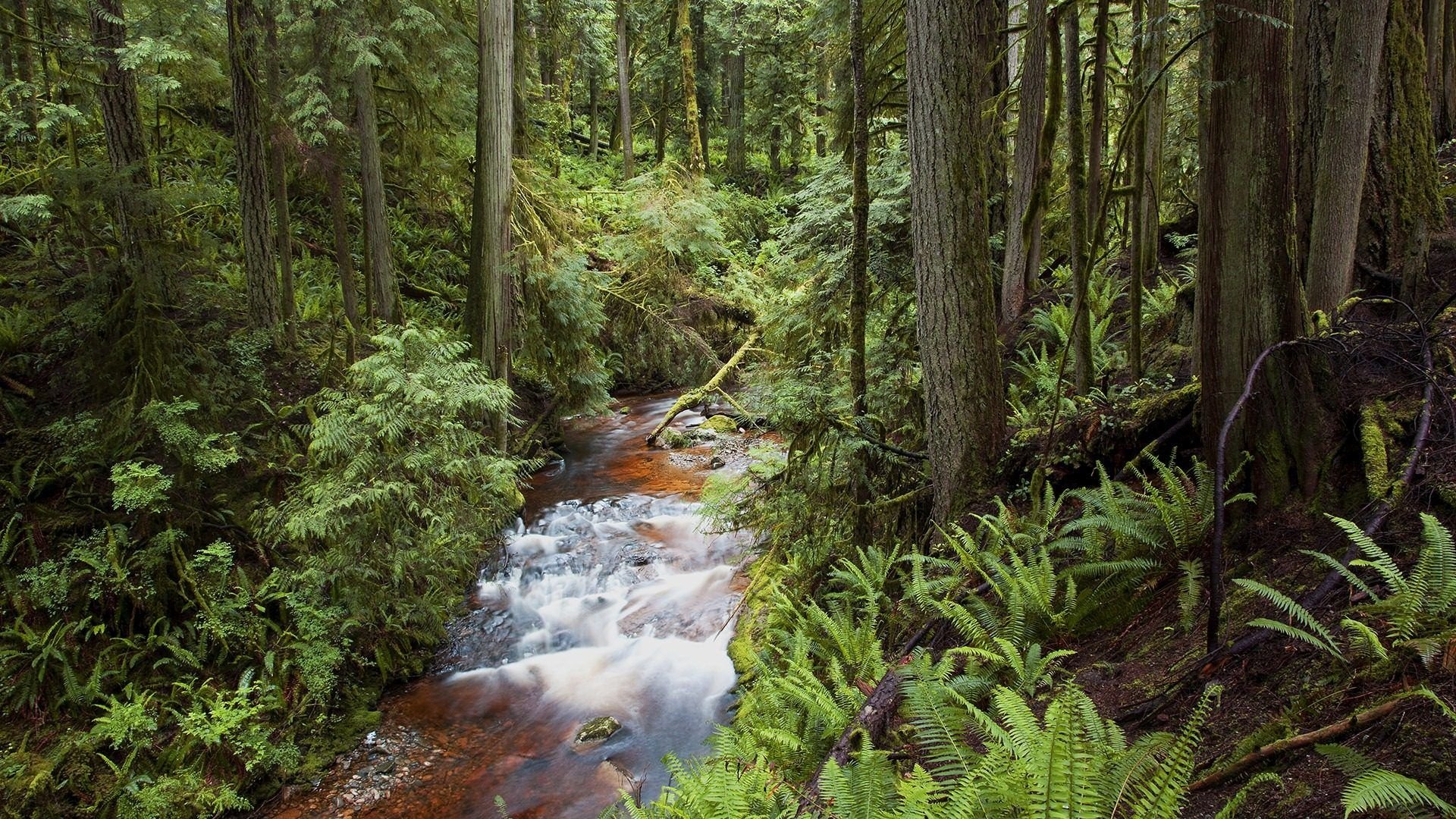 风景,碧绿草原,儿童桌面专用