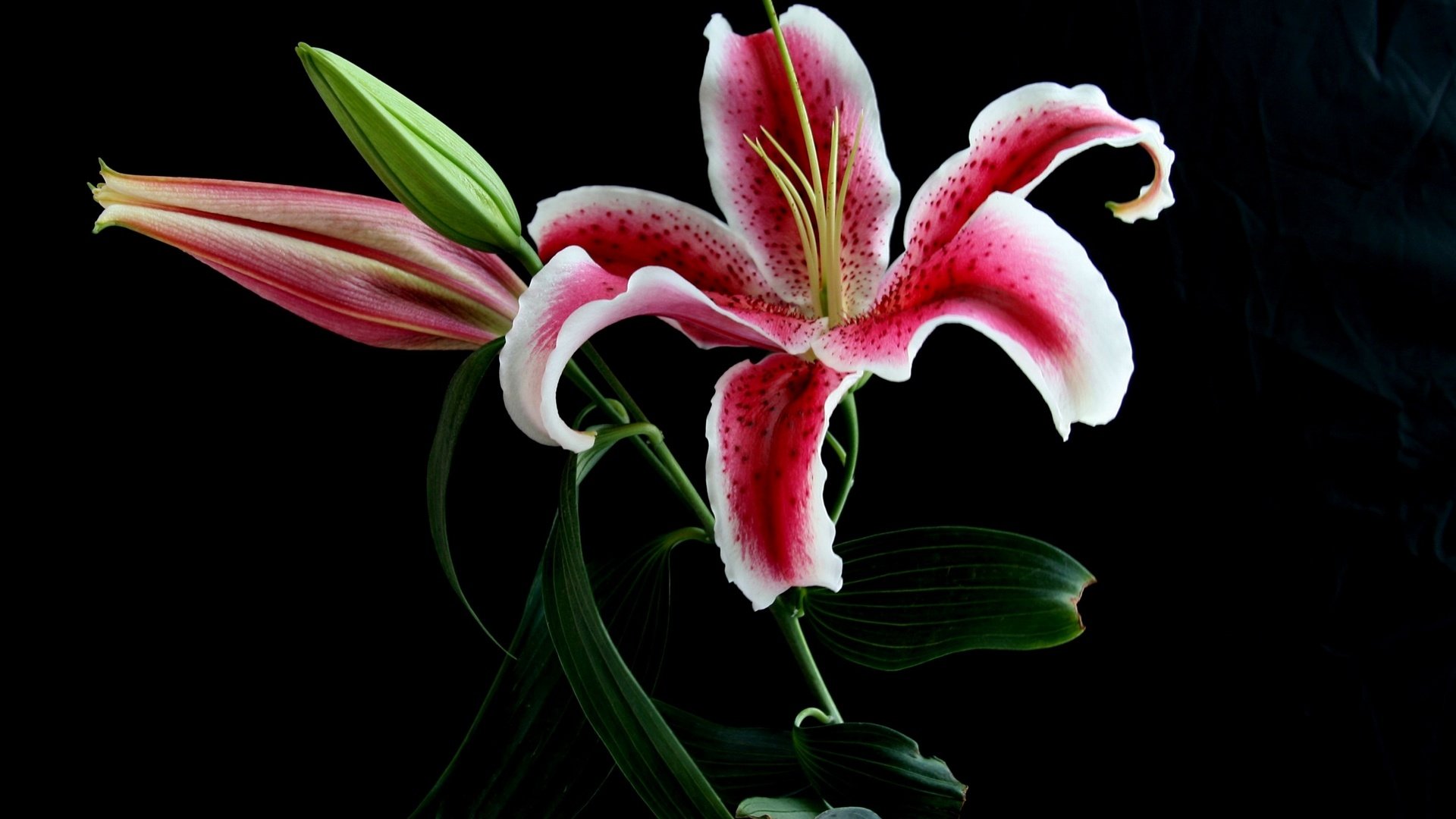 小清新,百合花,儿童桌面专用