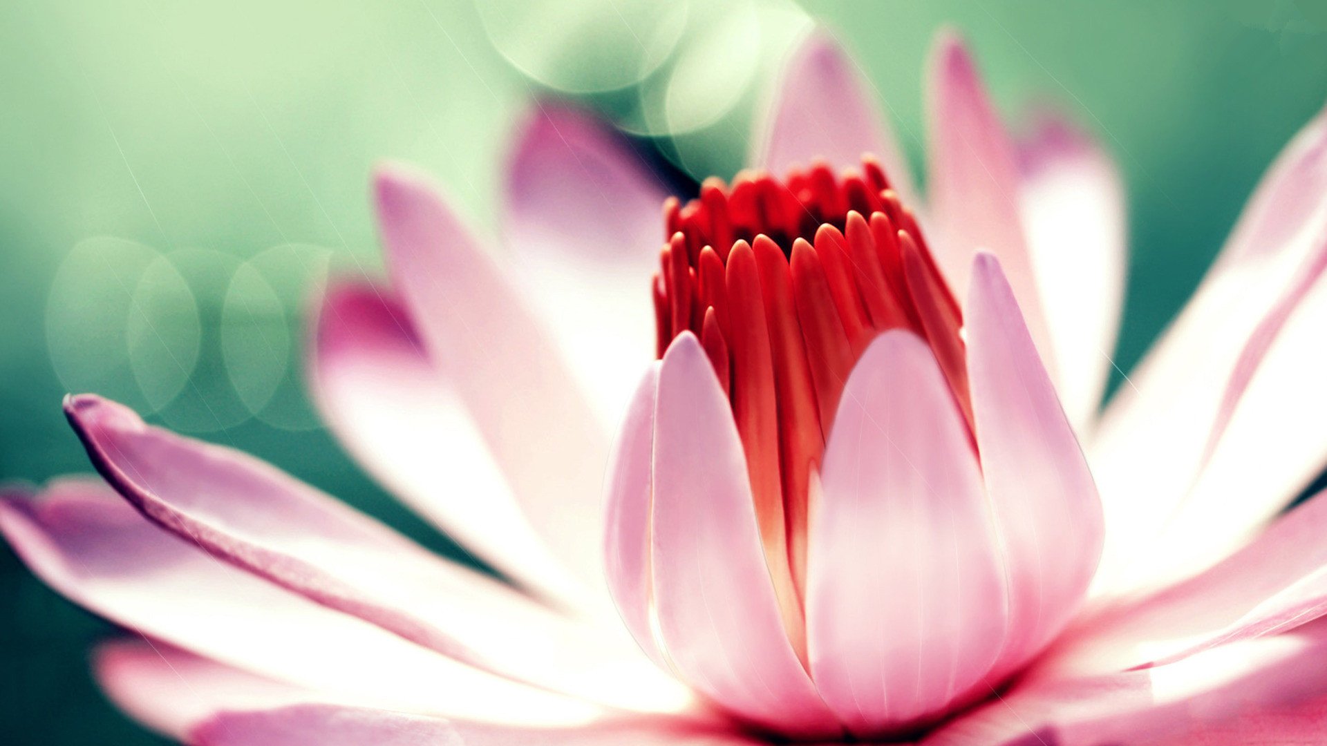 小清新,清新淡雅,花卉,1月25日,儿童桌面专用