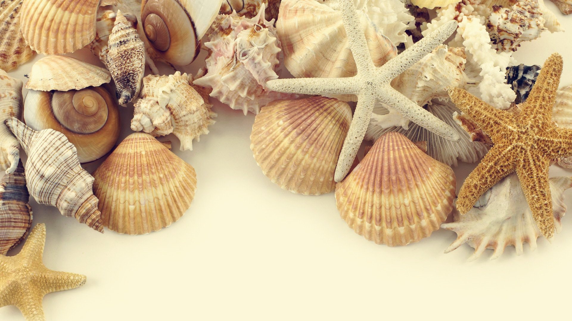 小清新,静物写真,贝壳,一月七日,儿童桌面专用