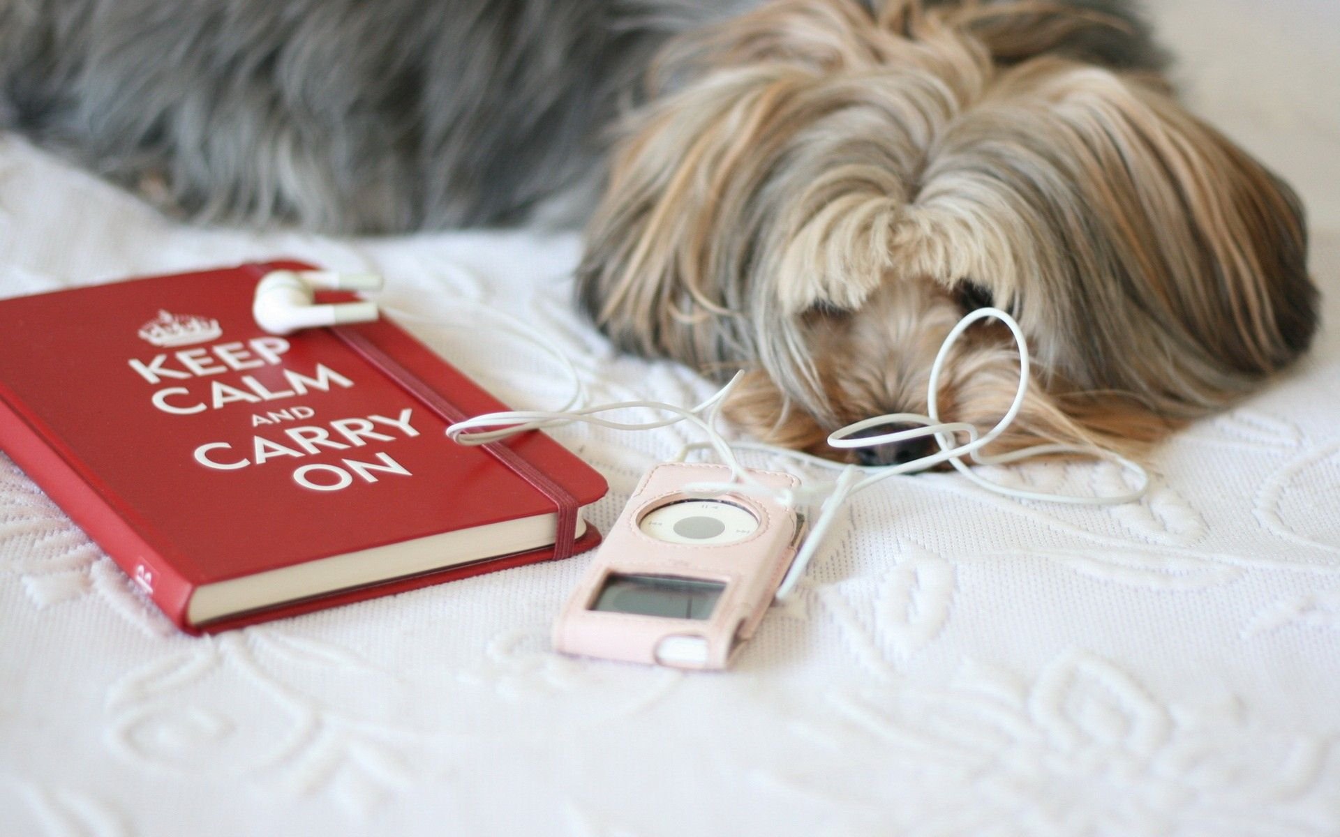 萌宠,汪星人,狗,卖萌,可爱,宠物,古灵精怪,憨态百出,搞笑图,儿童桌面专用