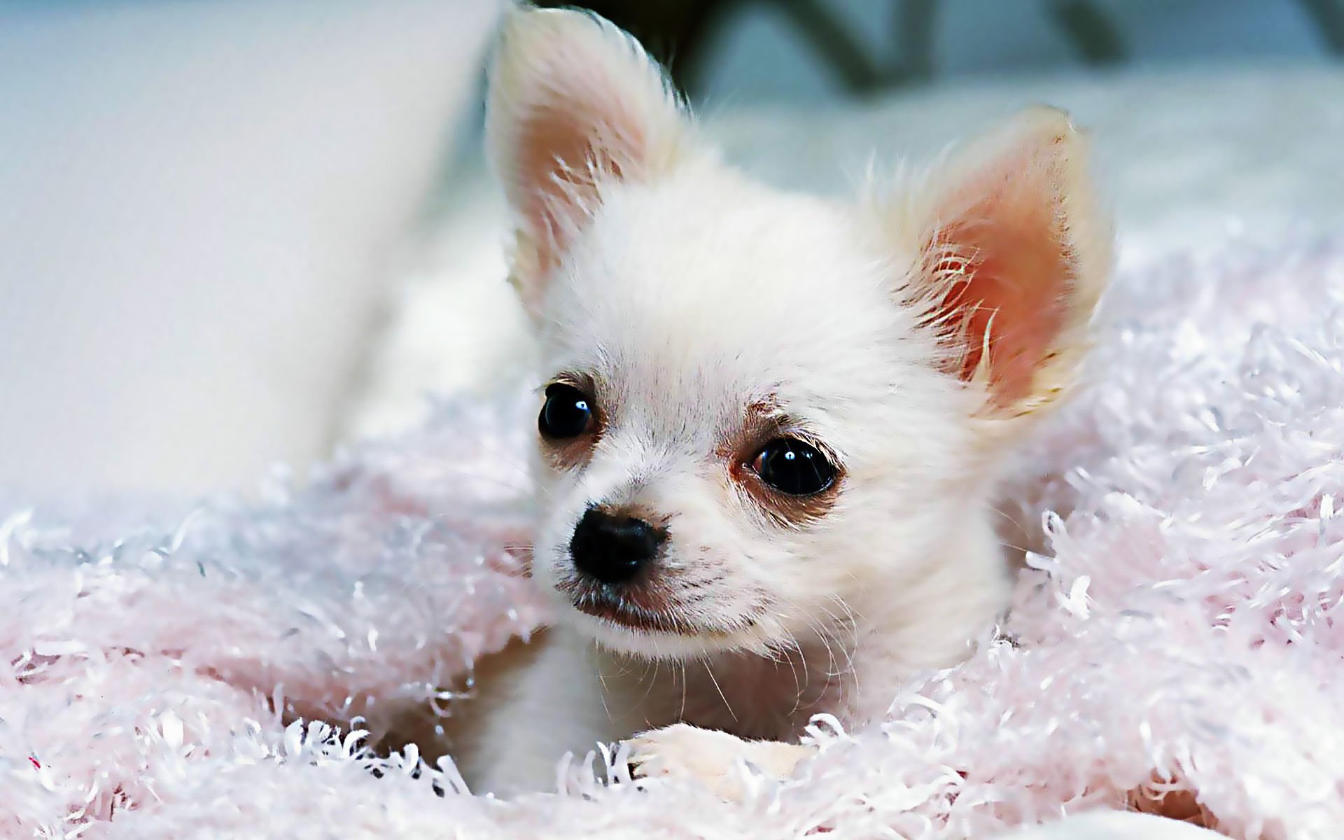 萌宠,汪星人,儿童桌面专用