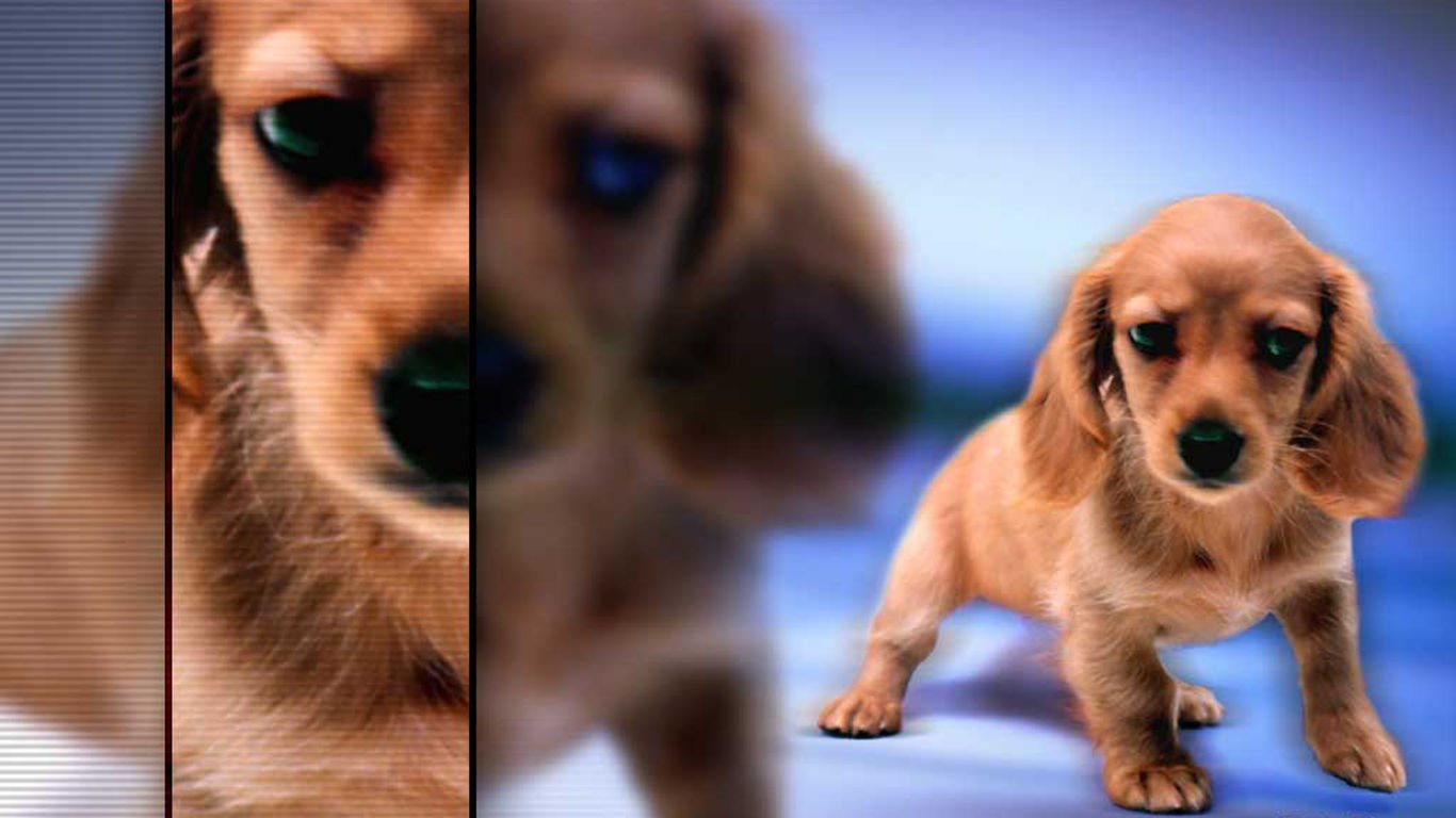 萌宠,汪星人,儿童桌面专用