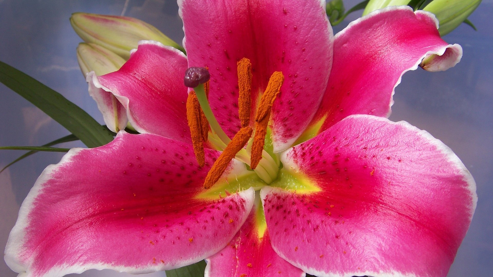 小清新,百合花,儿童桌面专用