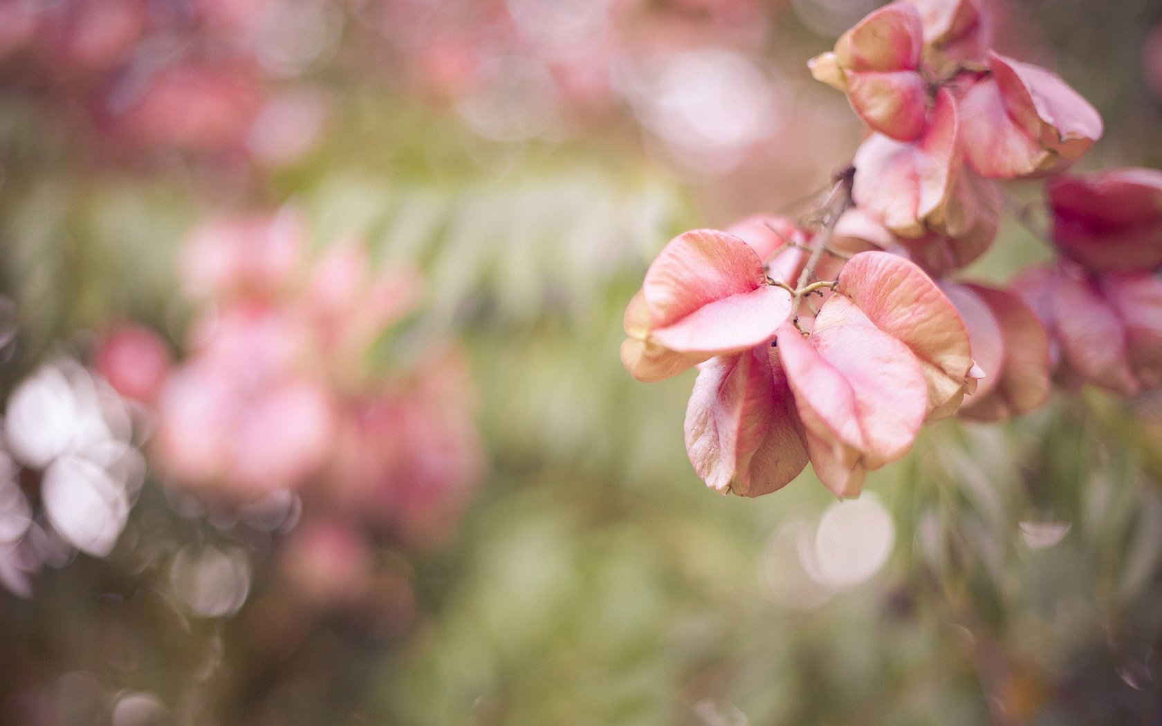 小清新,静物写真,1月16日,儿童桌面专用