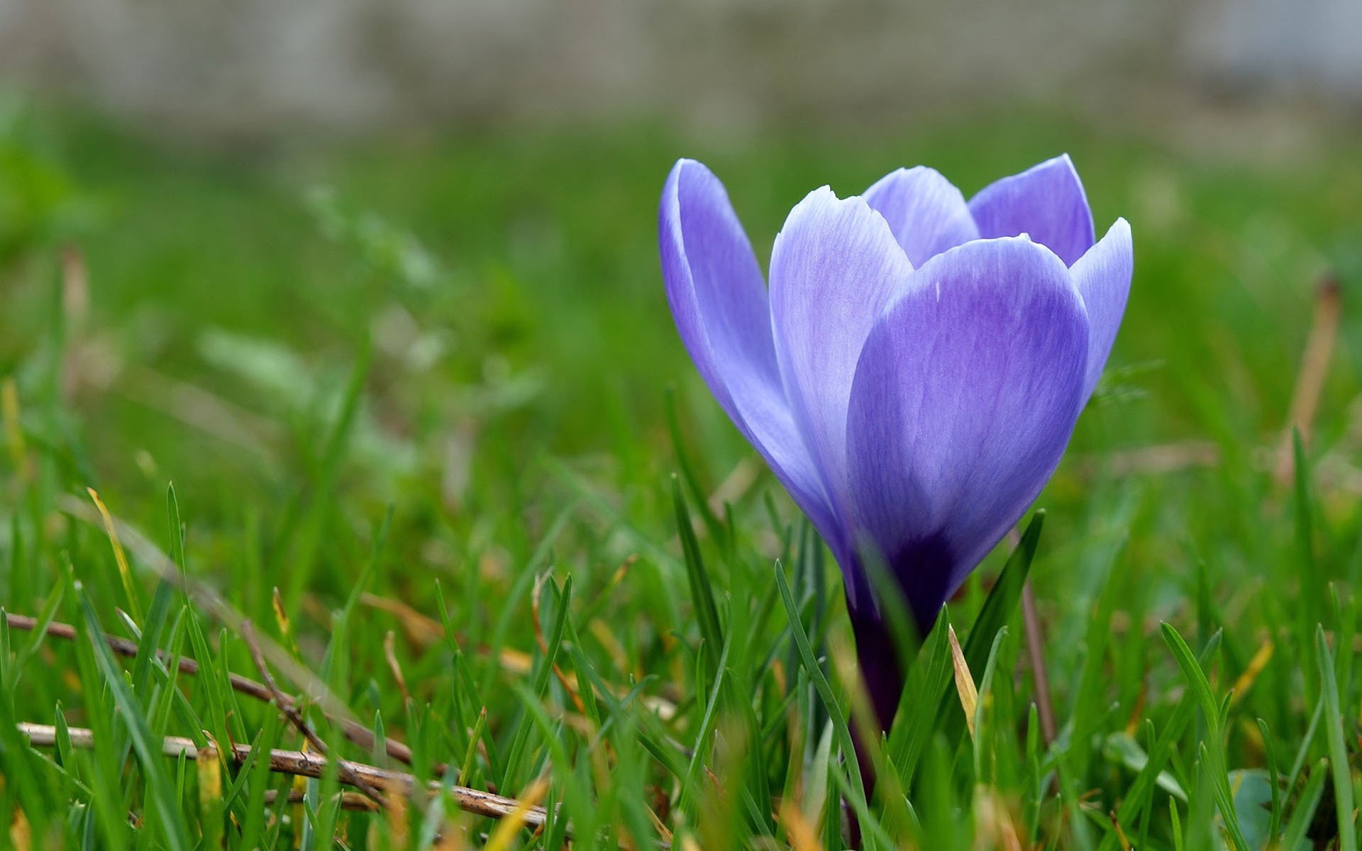 小清新,静物写真,花卉,1月30日,儿童桌面专用