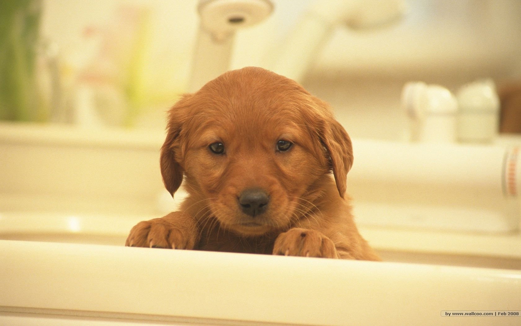 萌宠,汪星人,狗,卖萌,可爱,宠物,古灵精怪,憨态百出,儿童桌面专用