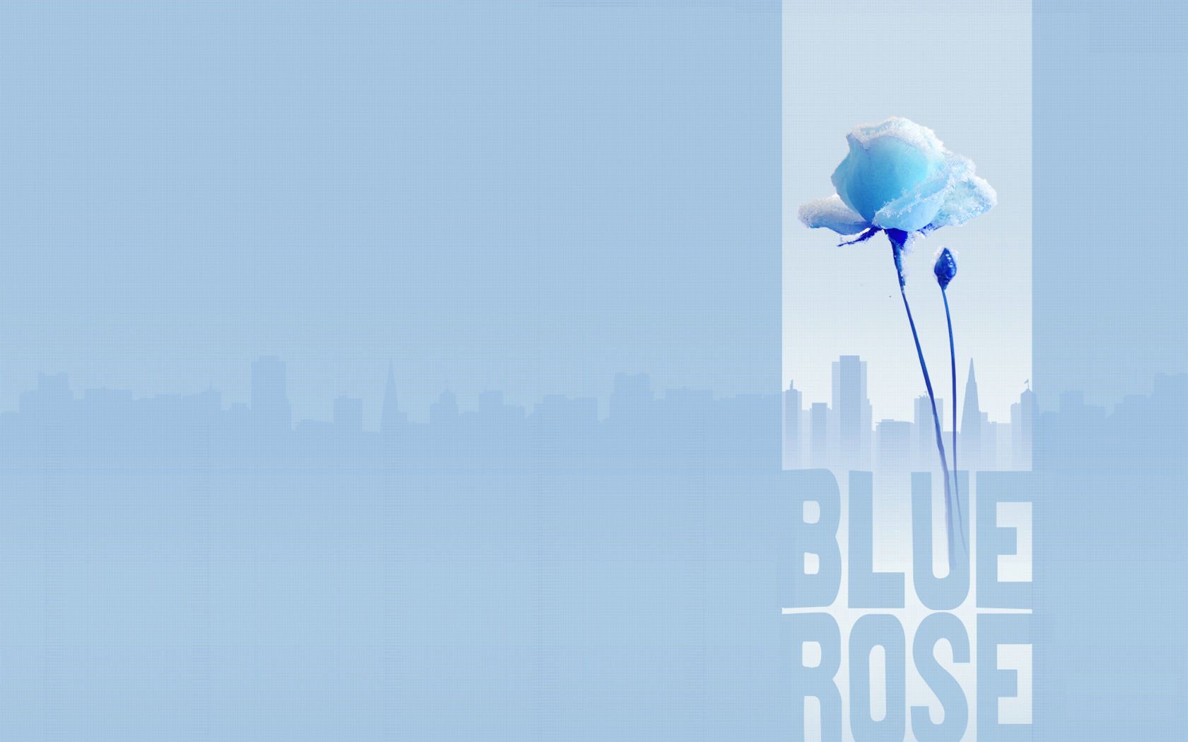 爱情美图,唯美温馨,蓝色玫瑰