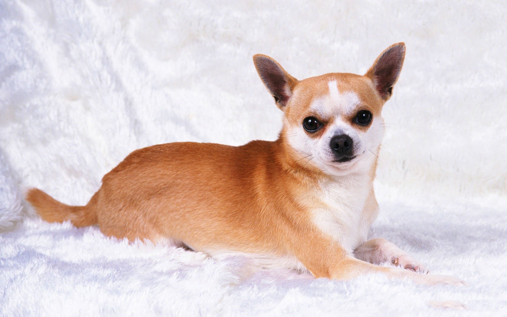 萌宠,汪星人,狗,宠物,可爱,动物,卖萌,古灵精怪,儿童桌面专用