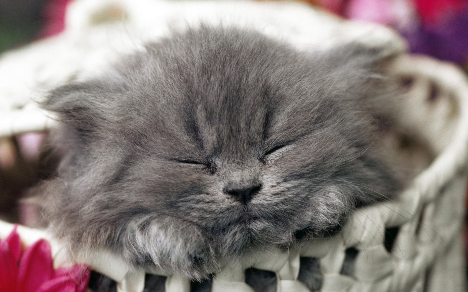 萌宠,喵星人,猫,卖萌,古灵精怪,可爱,睡觉中,宠物,儿童桌面专用